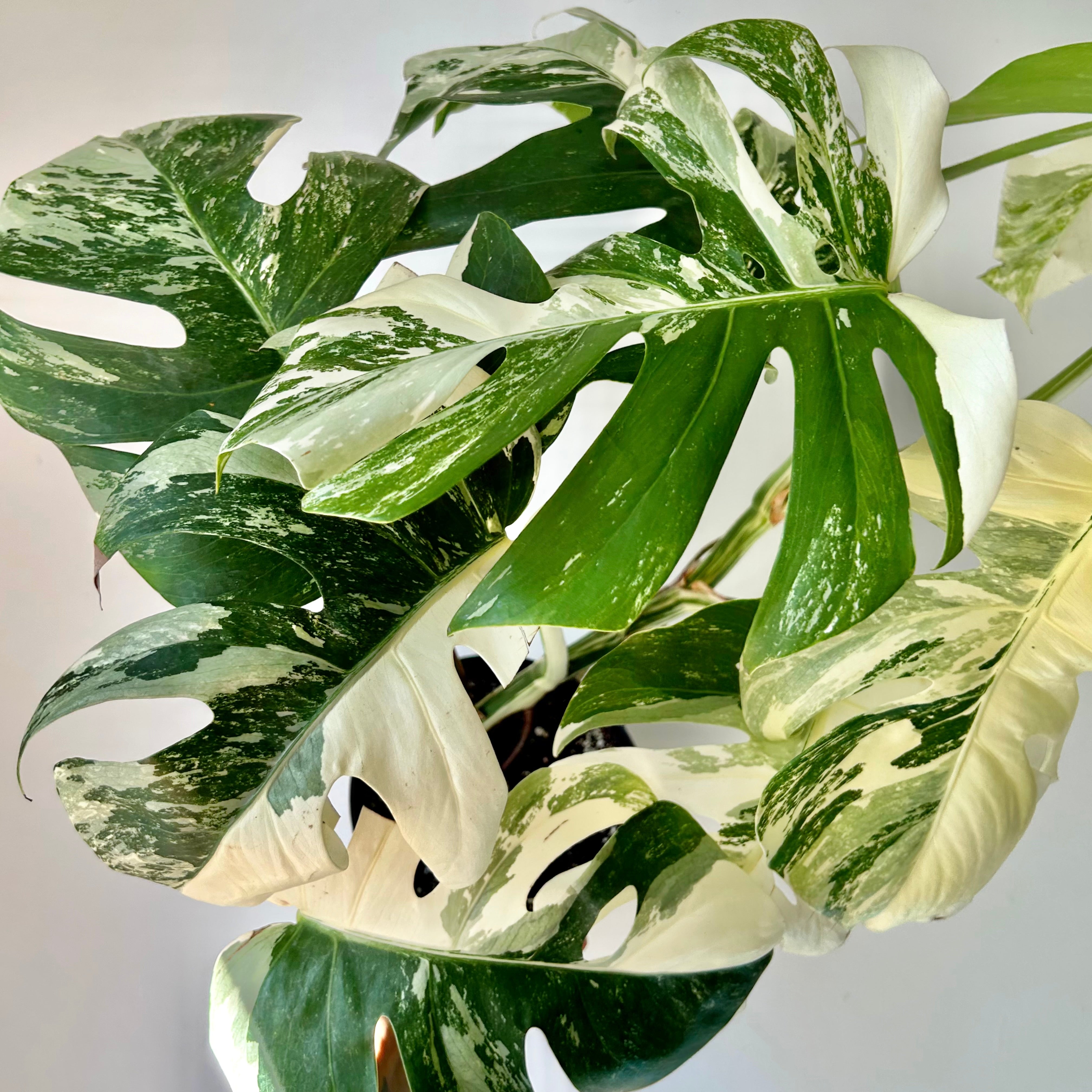Monstera Albo Variegata 6”pot