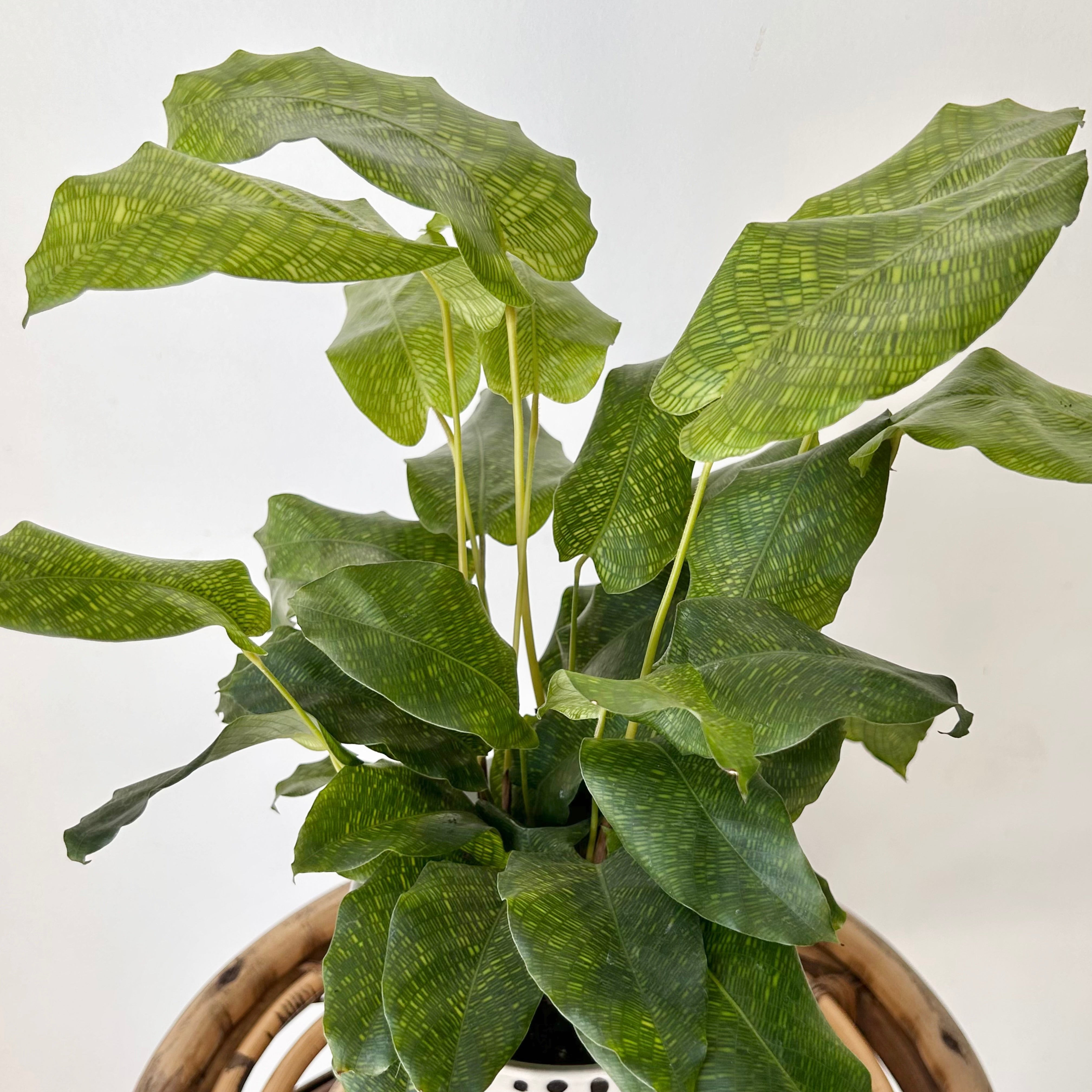 Calathea “Network” 4”pot