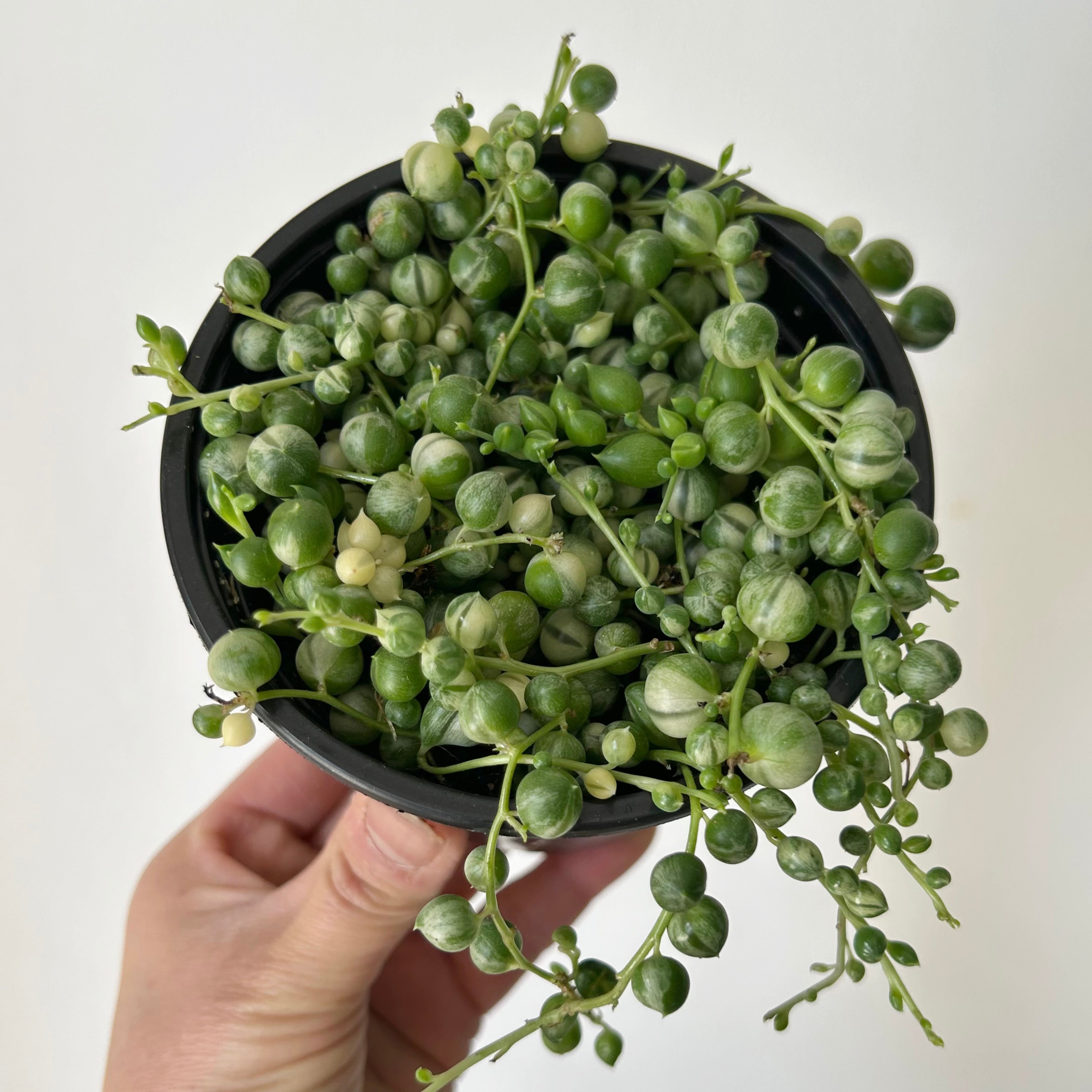 Variegated String of Pearls 3.5”pot