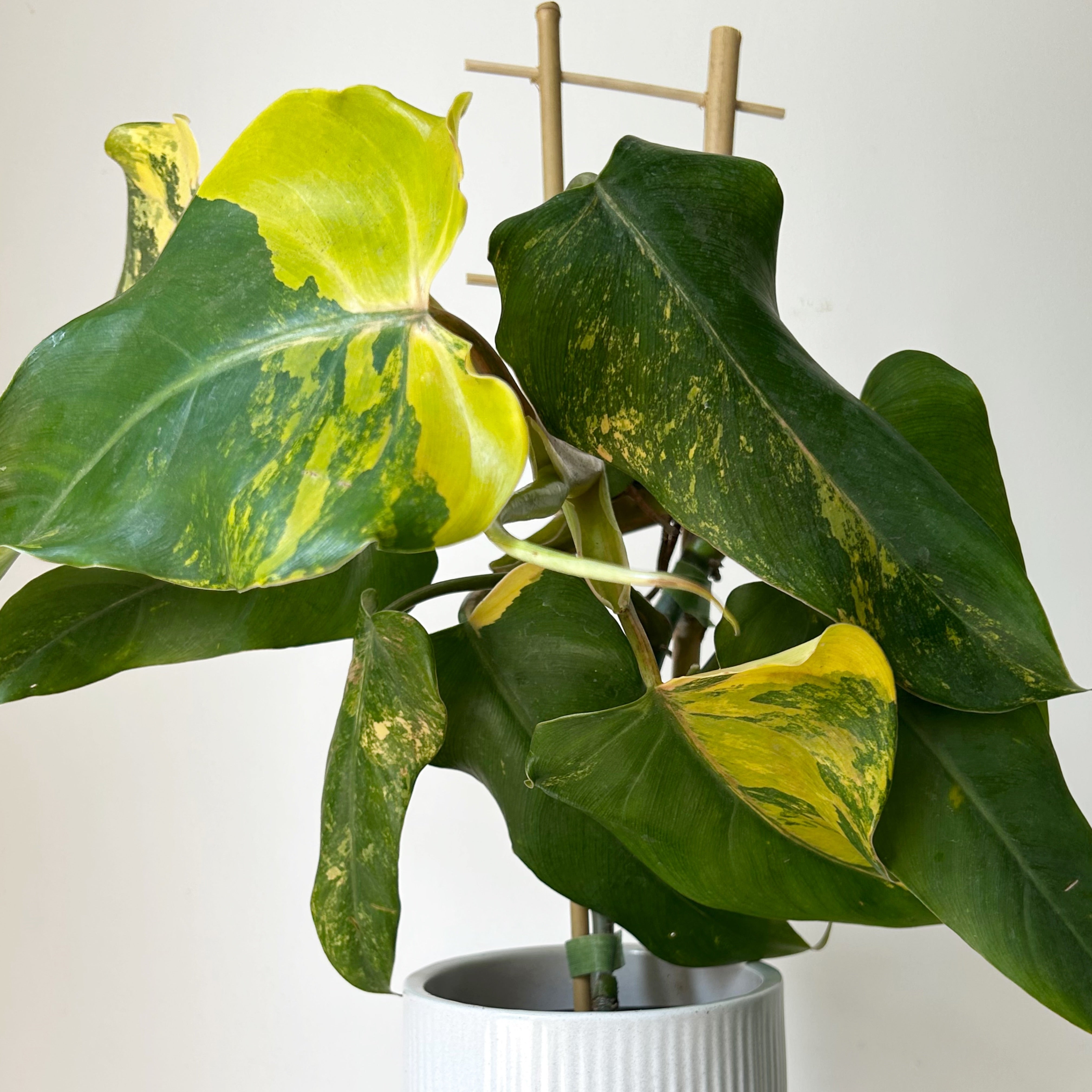 Variegated  Philodendron domesticum 4” pot