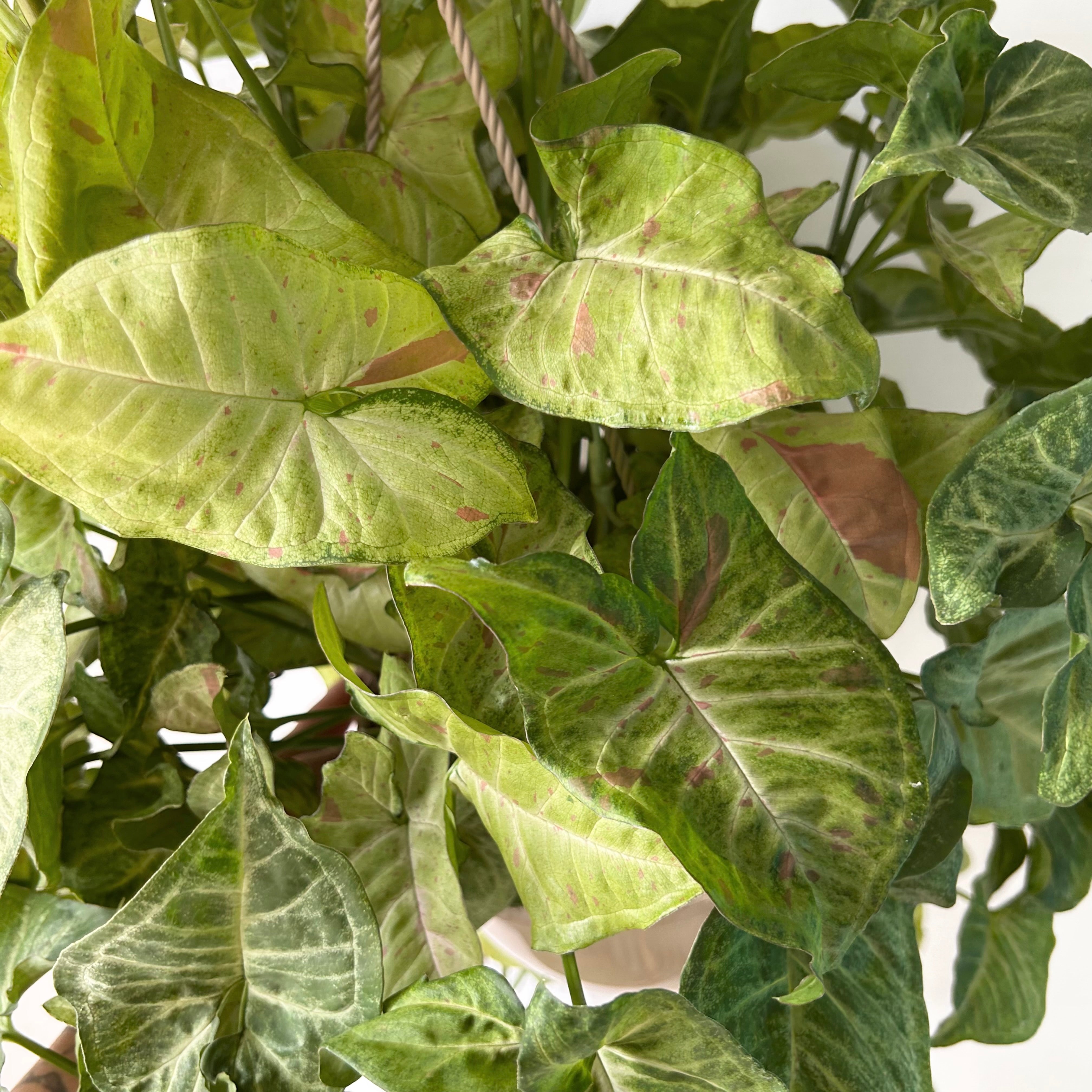 Syngonium “Pink Confetti” 8” hanging basket