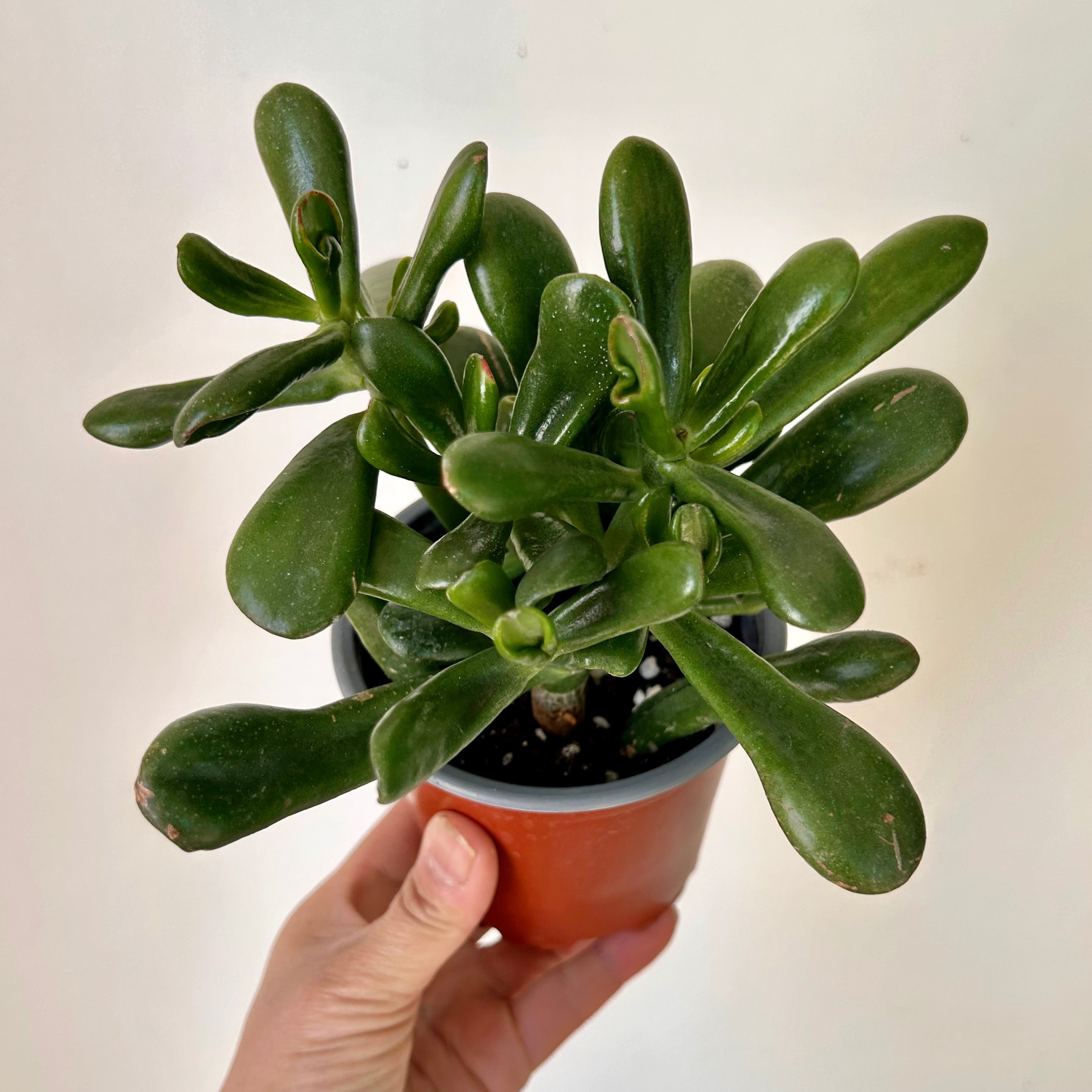 Hobbit Jade (Crassula) 4"” pot