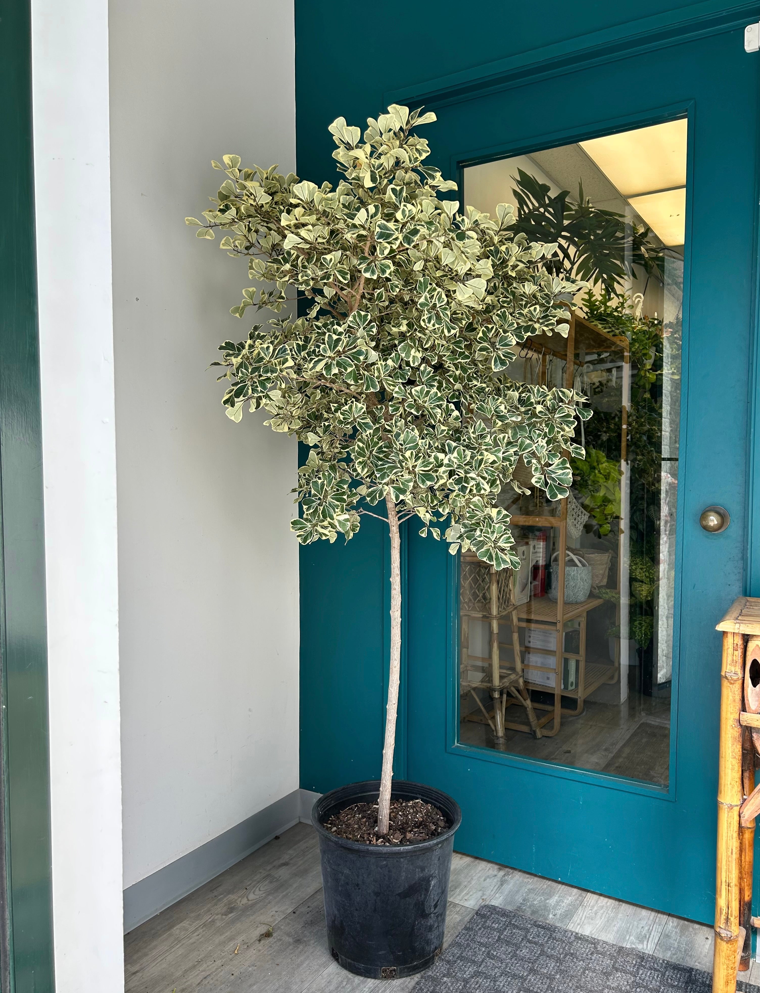 Ficus Triangularis Tree approximately 6 +feet tall in 14”pot