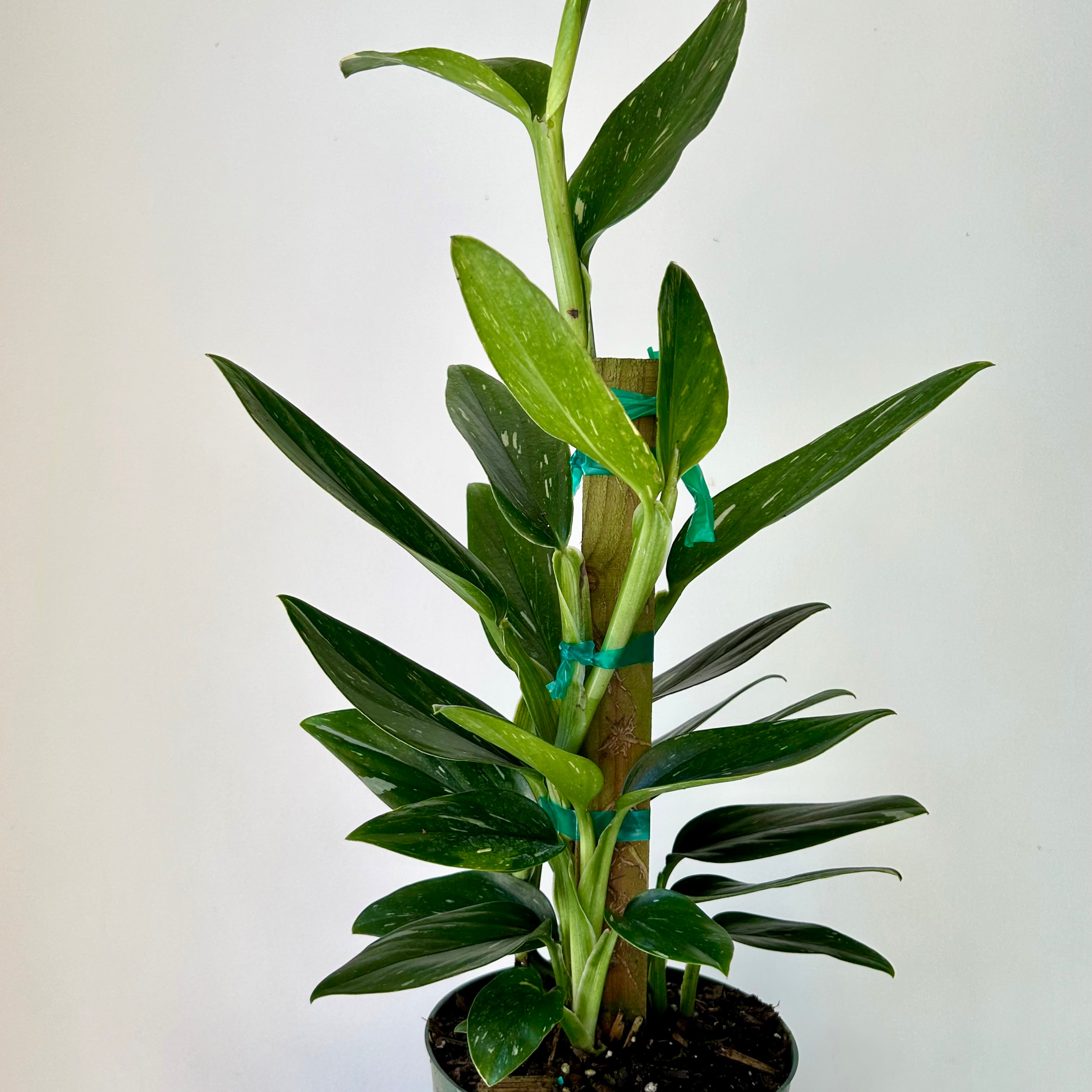 Monstera Standleyana Albo Variegata approximately 2ft tall in 6" pot (secured onto wooden totem)