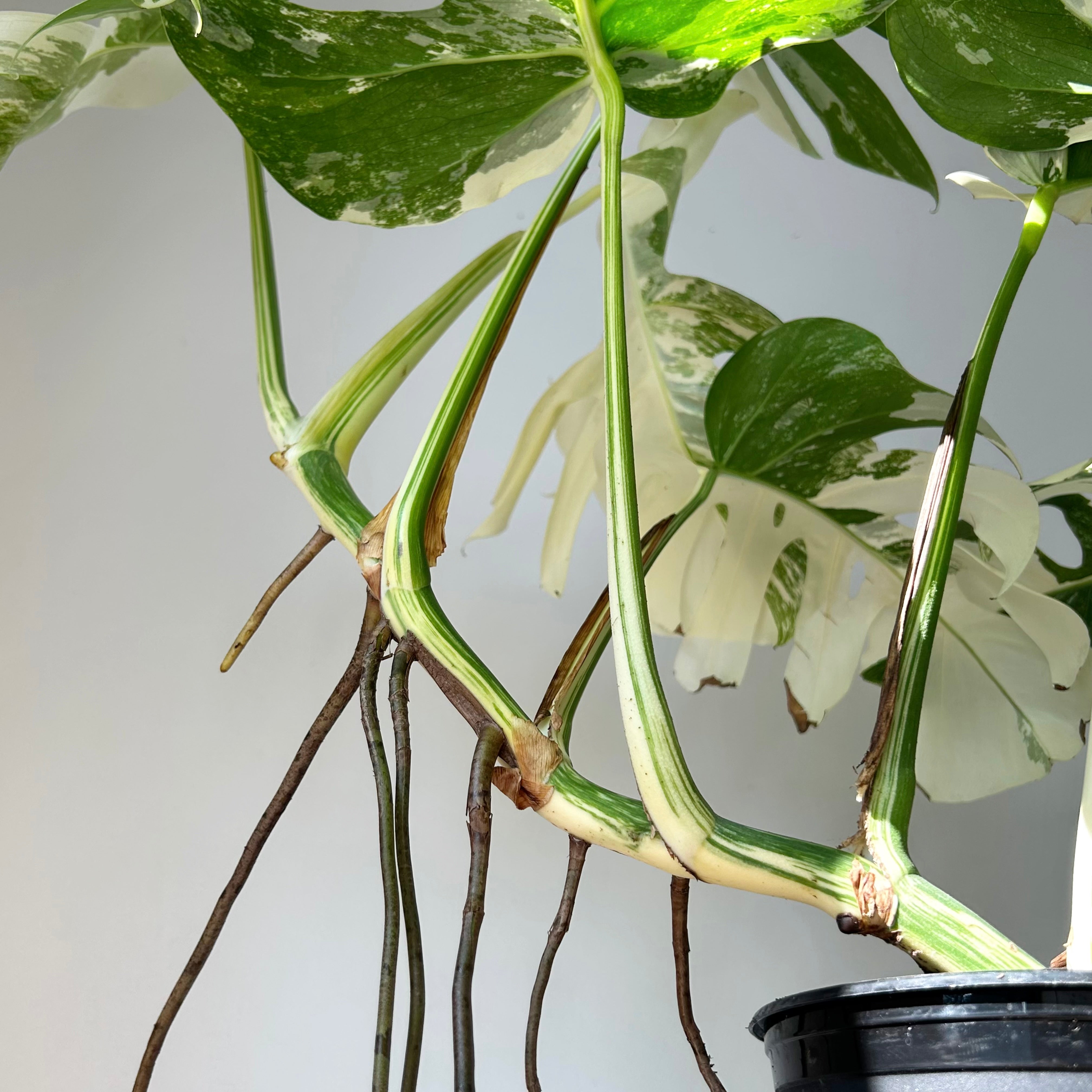Monstera Albo Variegata 6”pot