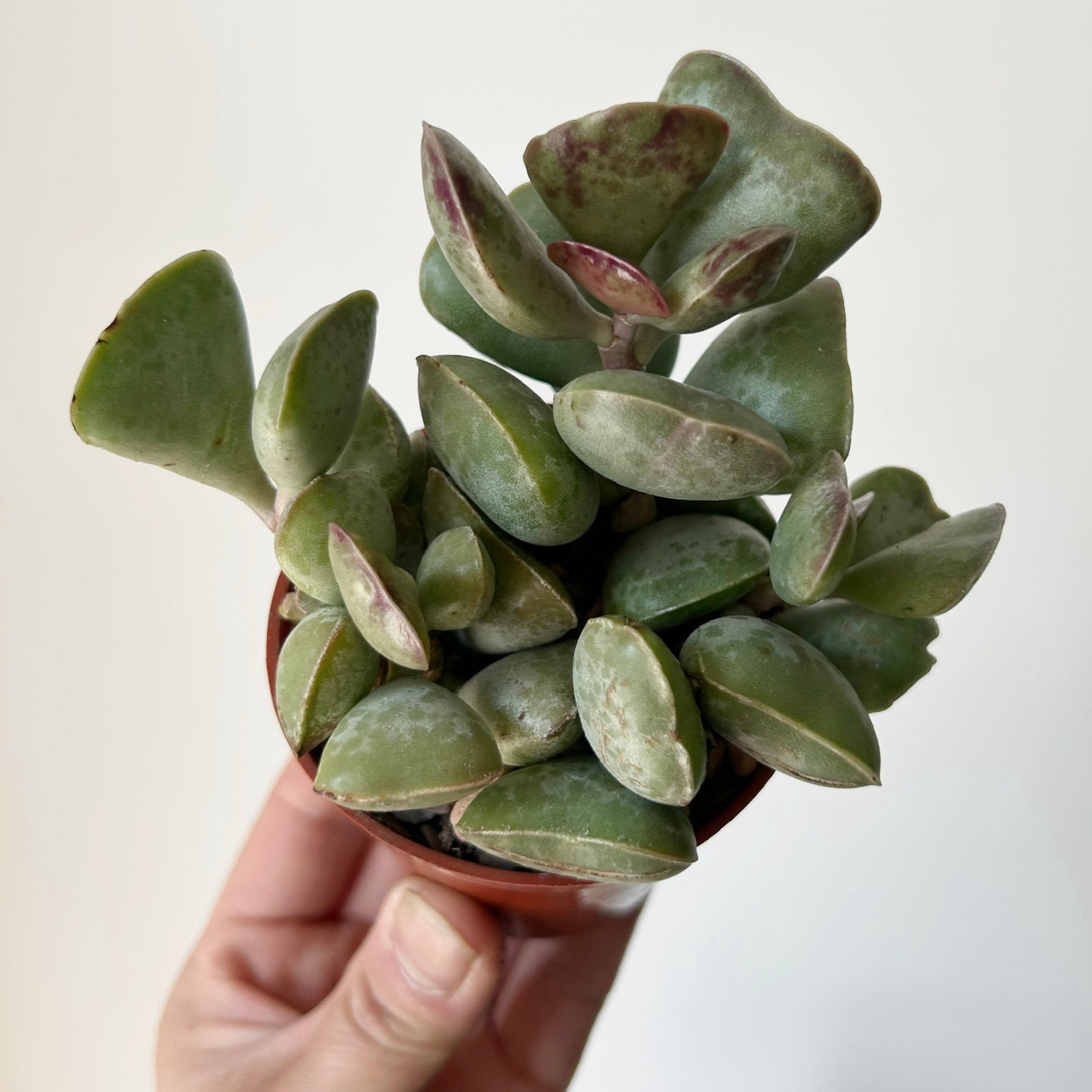 Calico Hearts (Adromischus triflorus)2.75”pot
