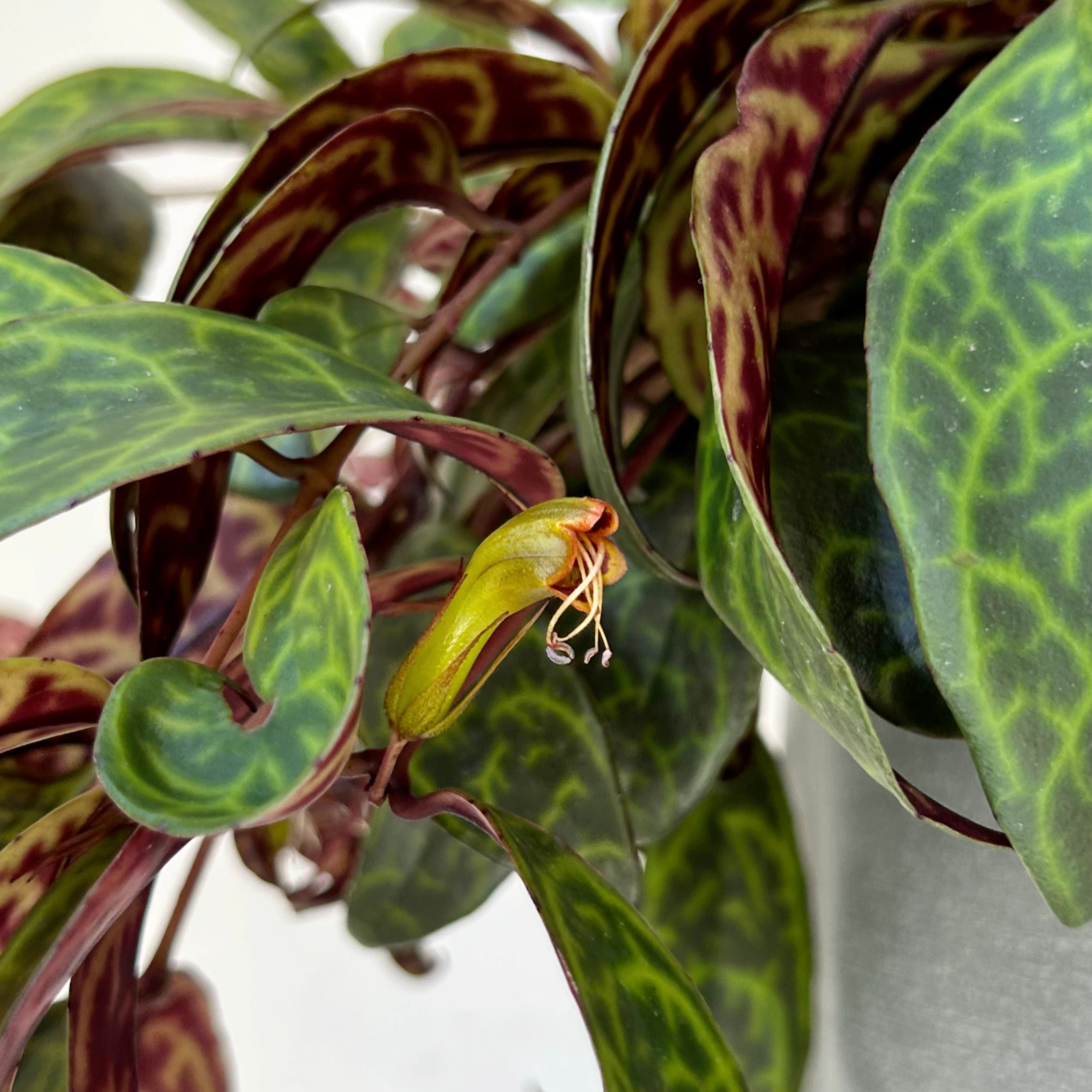 Black Pagoda Lipstick Vine (Aeschynanthus Longicaulis) 8" hanging basket