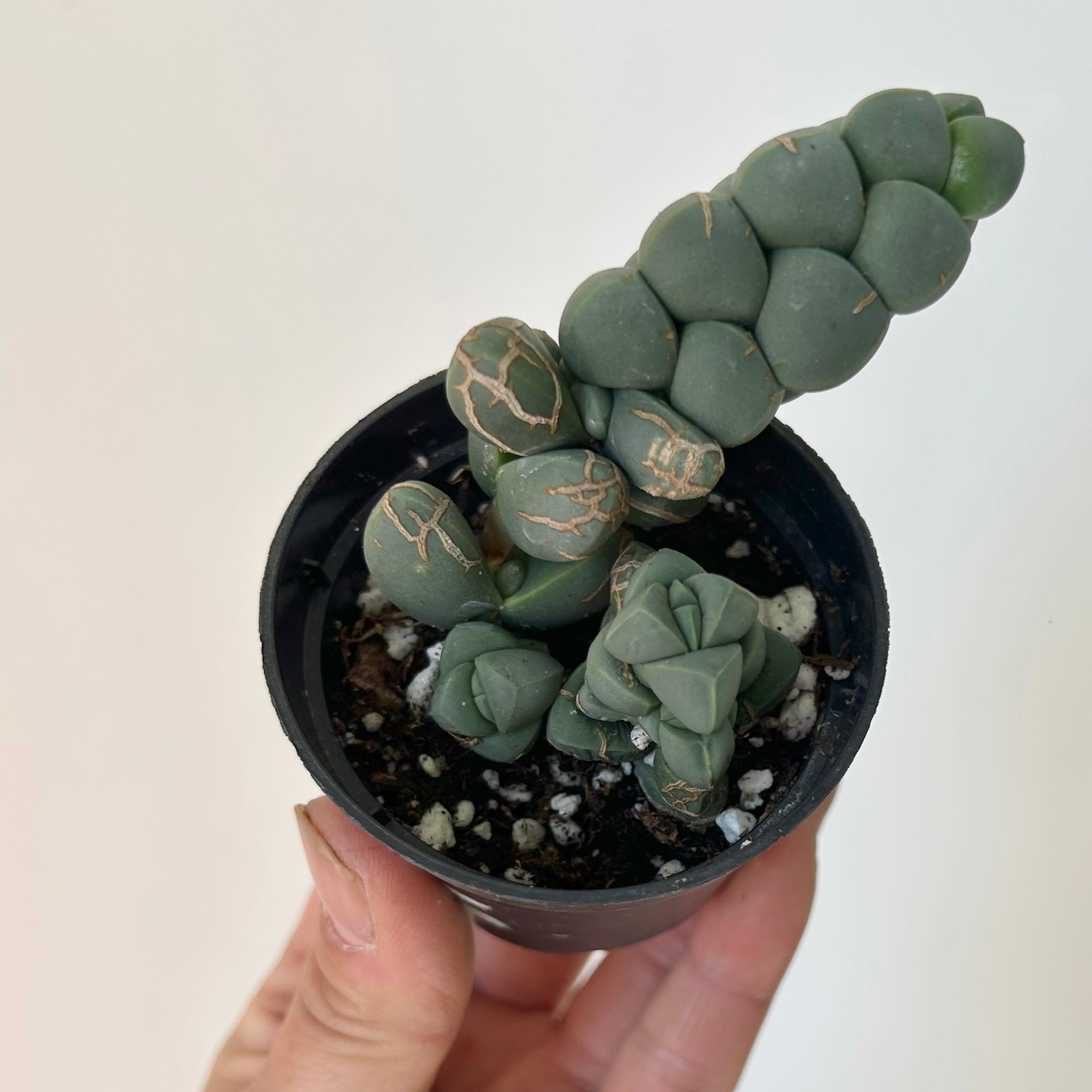 Ice Plant  (Corpuscularia Lehmannii) 2.5” pot