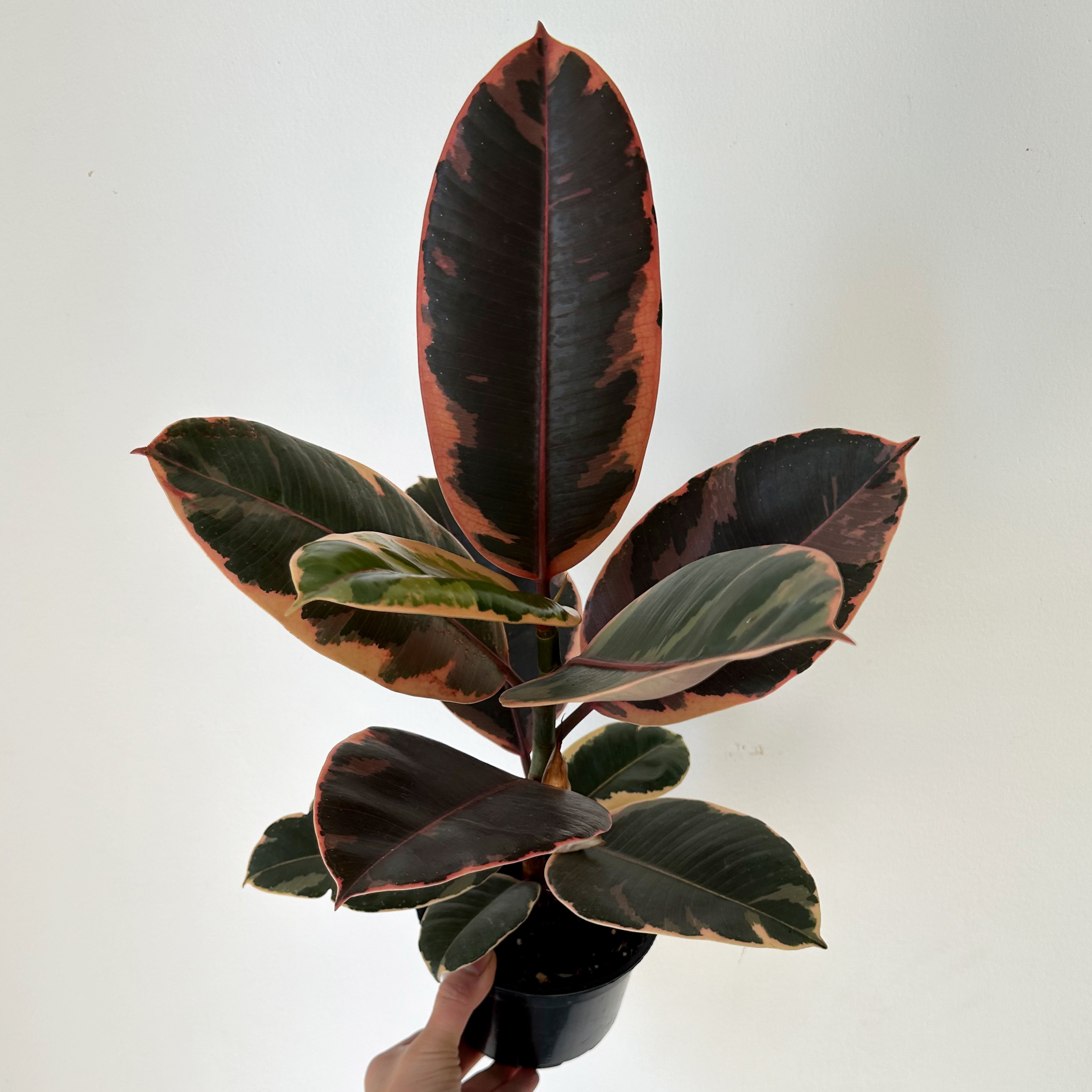 Ficus Elastica "Ruby" 5”pot