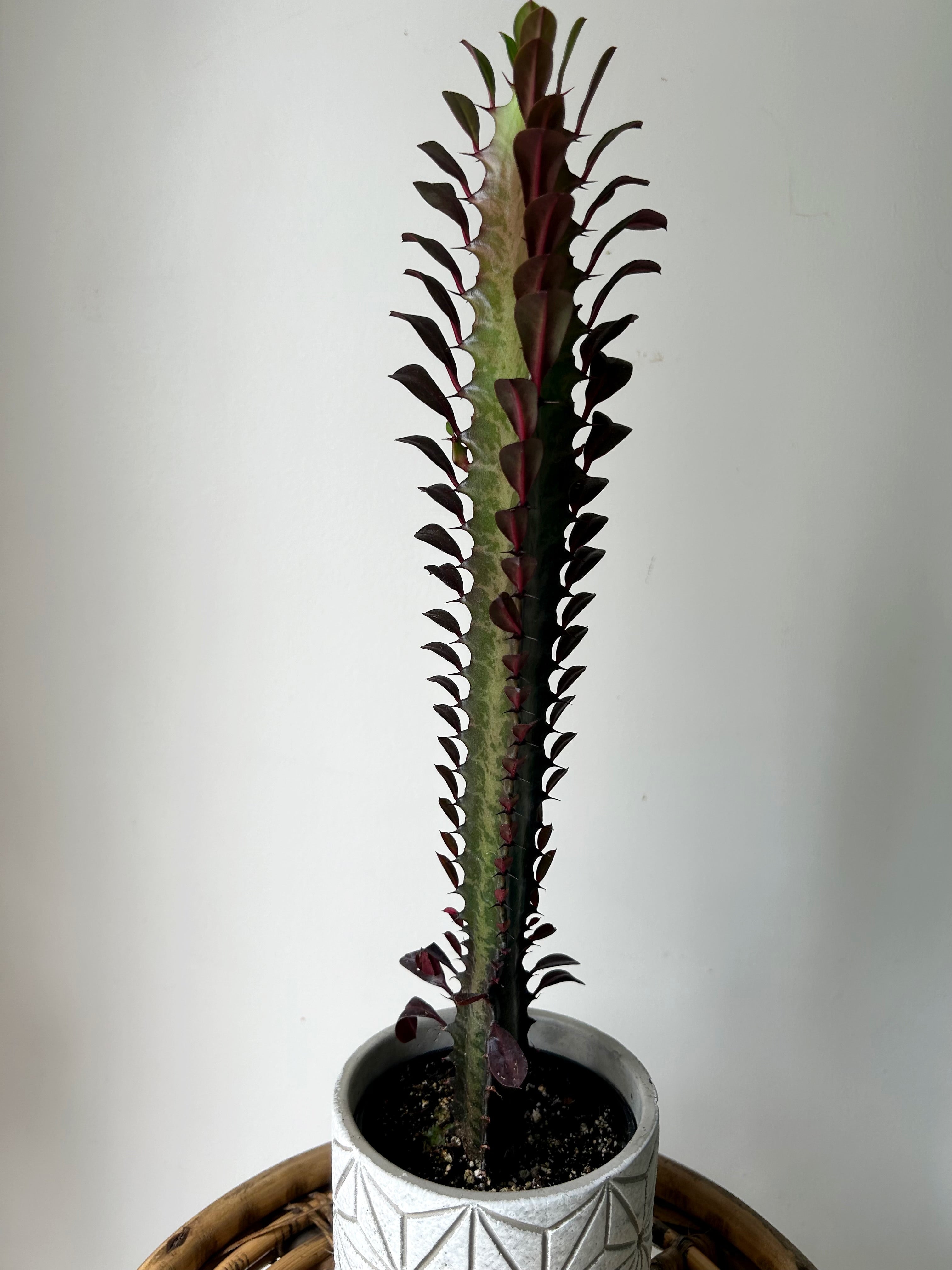 Euphorbia Trigona Rubra approximately 18 inches tall 4”pot