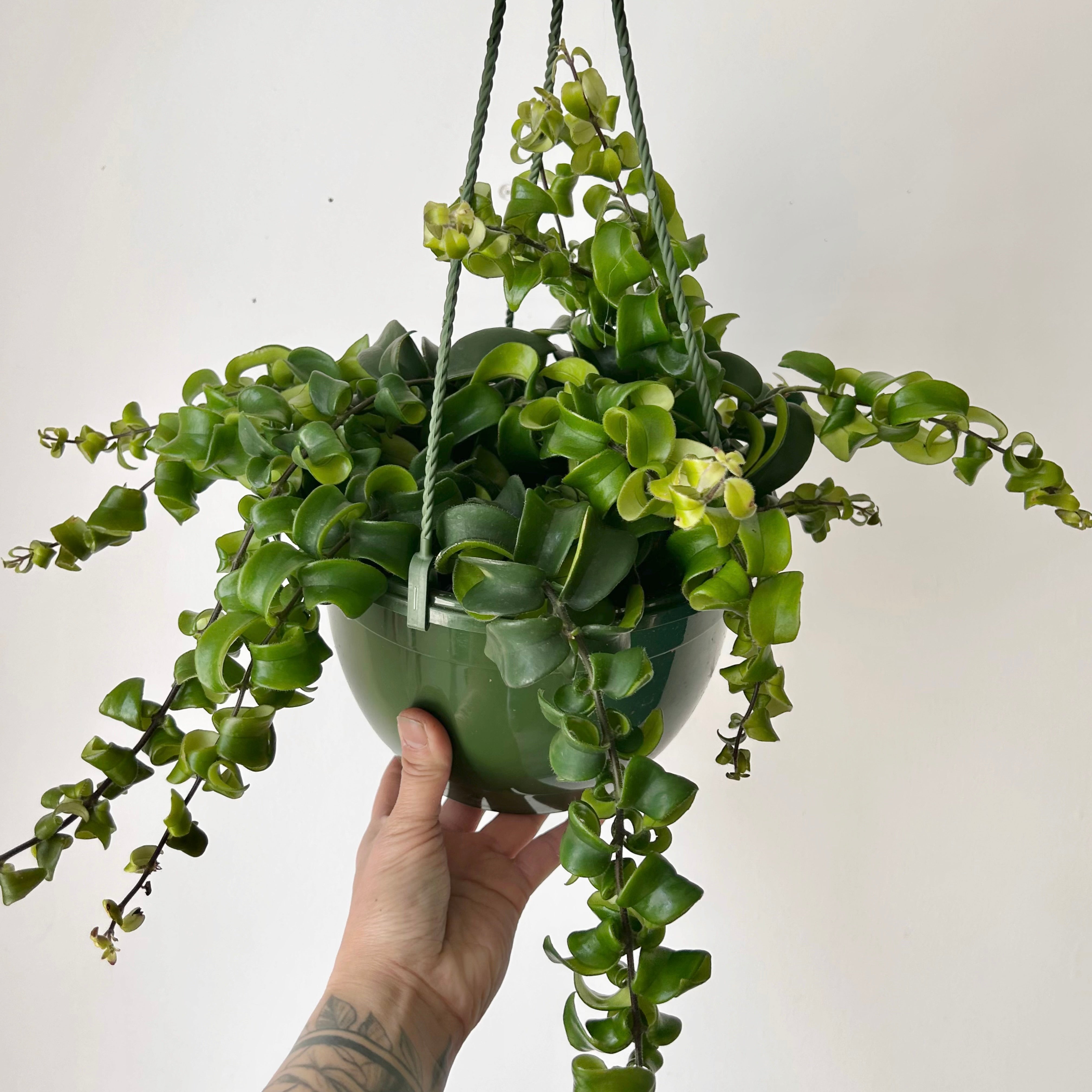 Rasta Lipstick Plant (Aeschynanthus radicans) 8”hanging pot