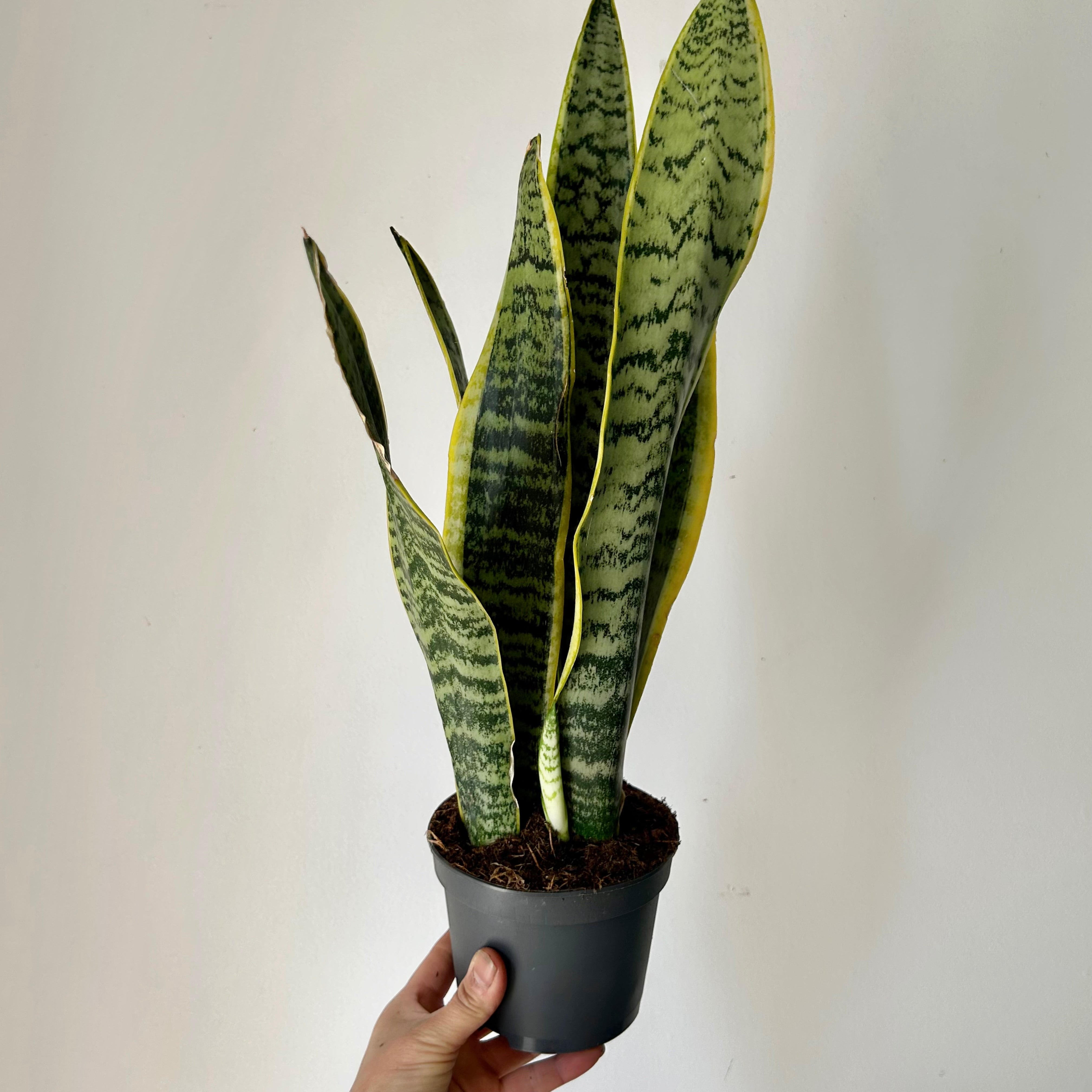 Sansevieria “Laurentii” approximately 18 inches tall in 5” pot