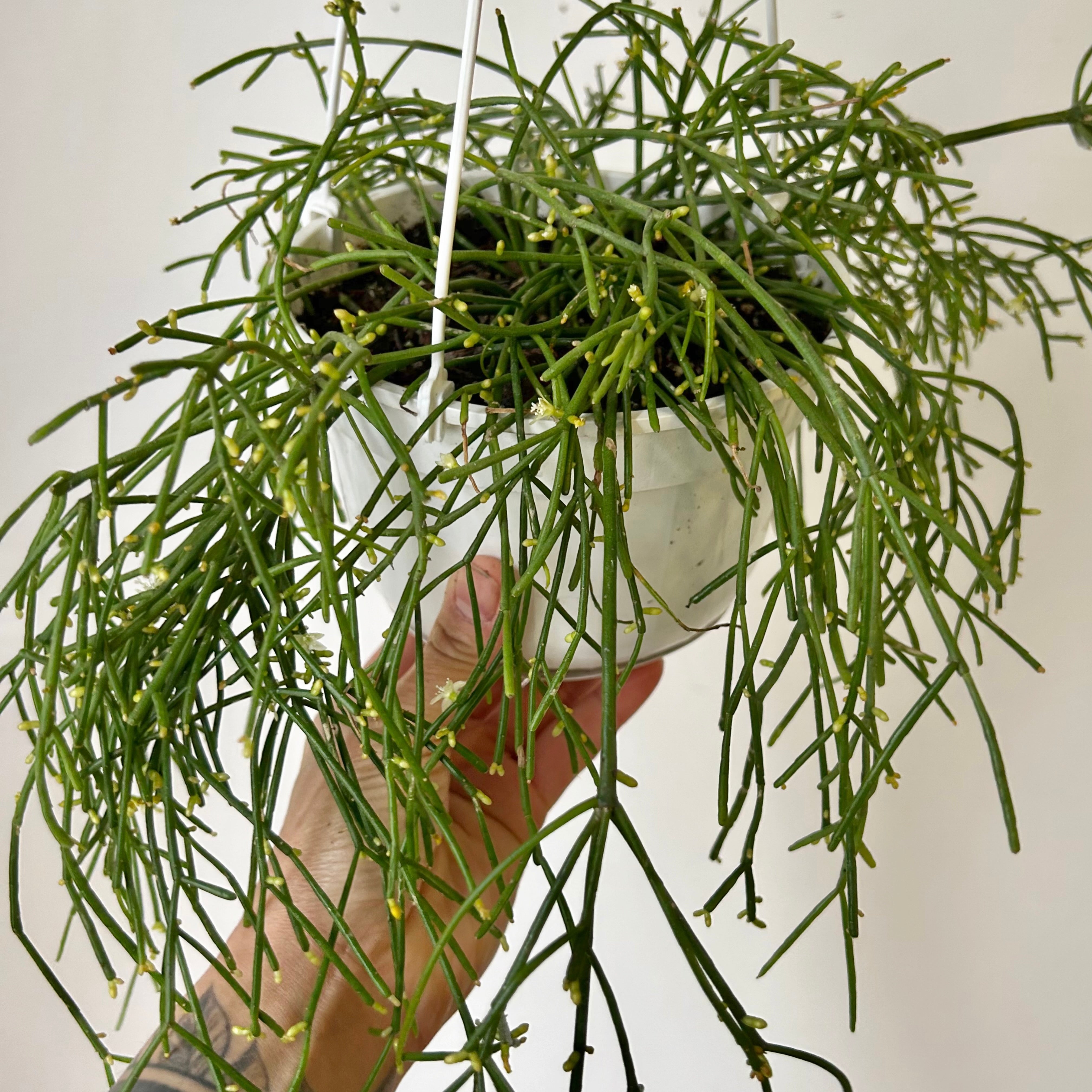 Rhipsalis capilliformis 6”hanging basket