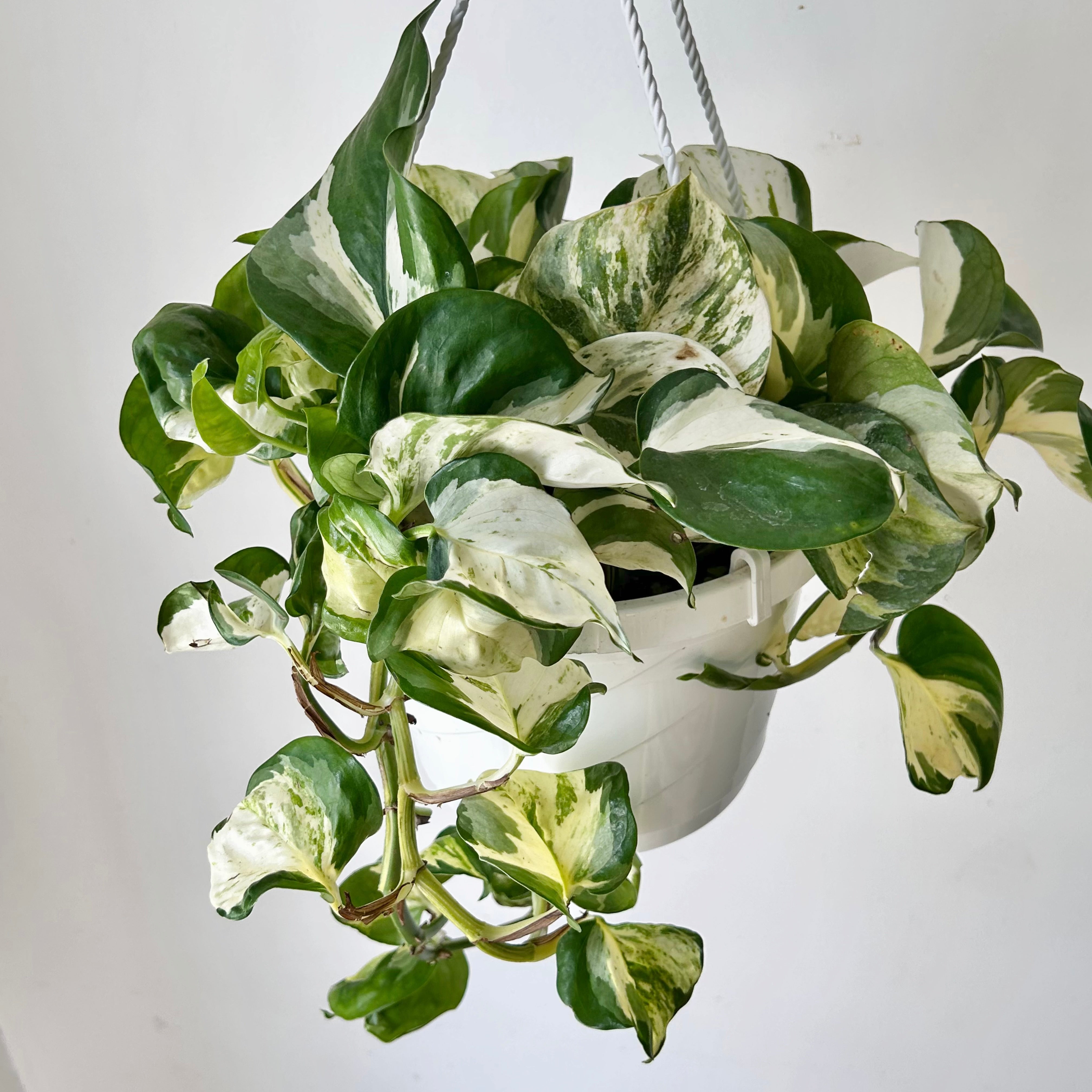 Manjula Pothos 8” hanging basket