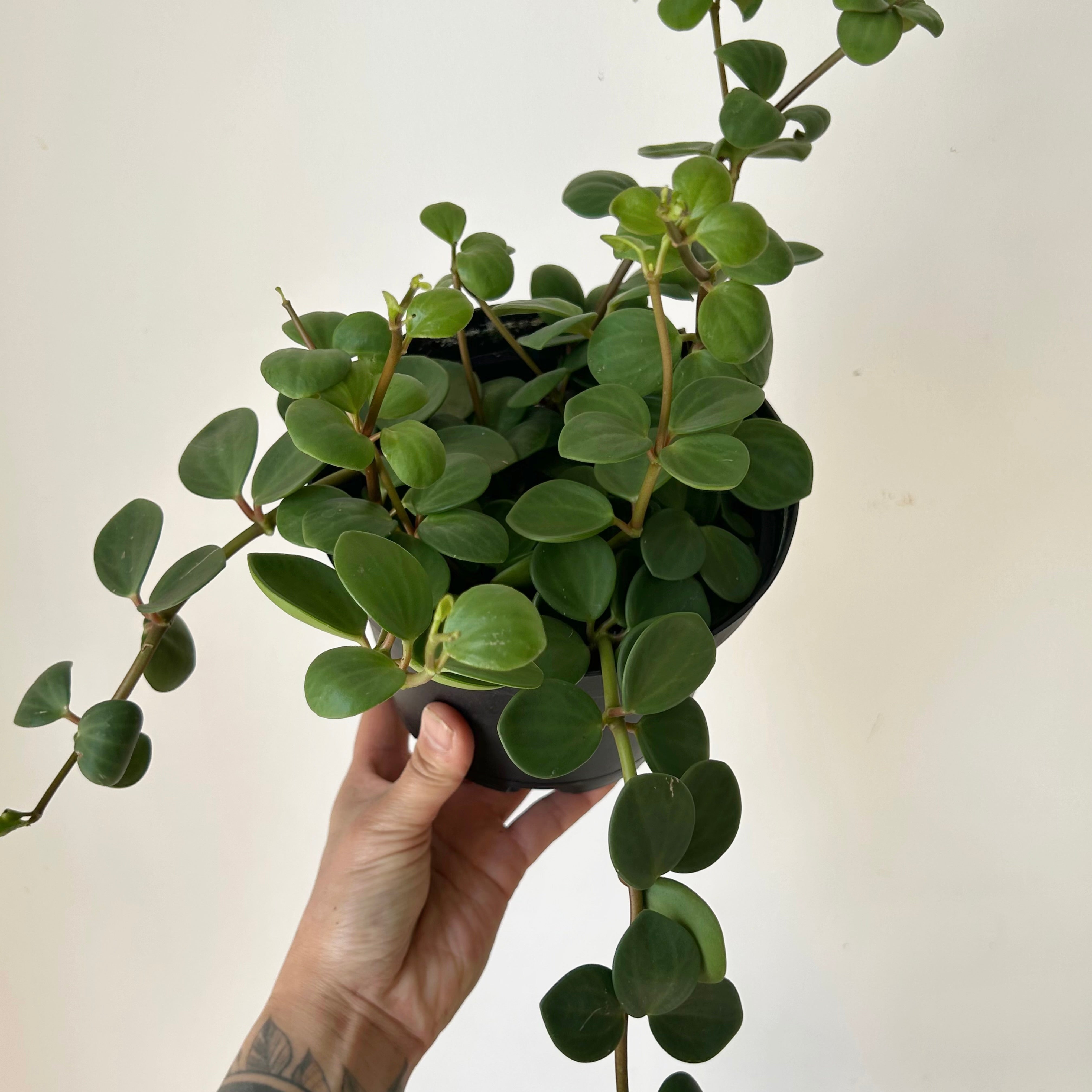 Peperomia "Hope" (tetraphylla), 6” pot