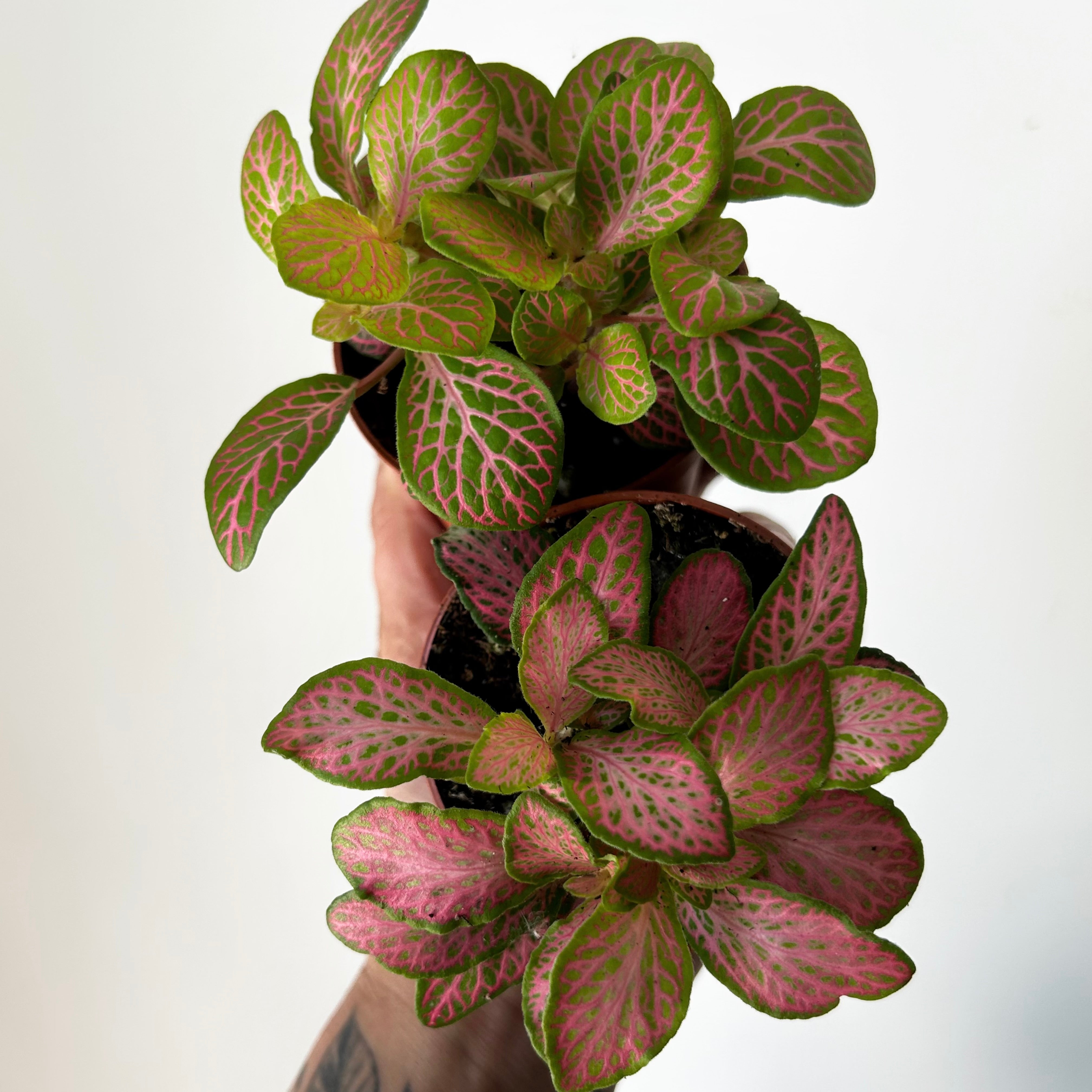 Nerve Plant (Fittonia) 2.75”pot
