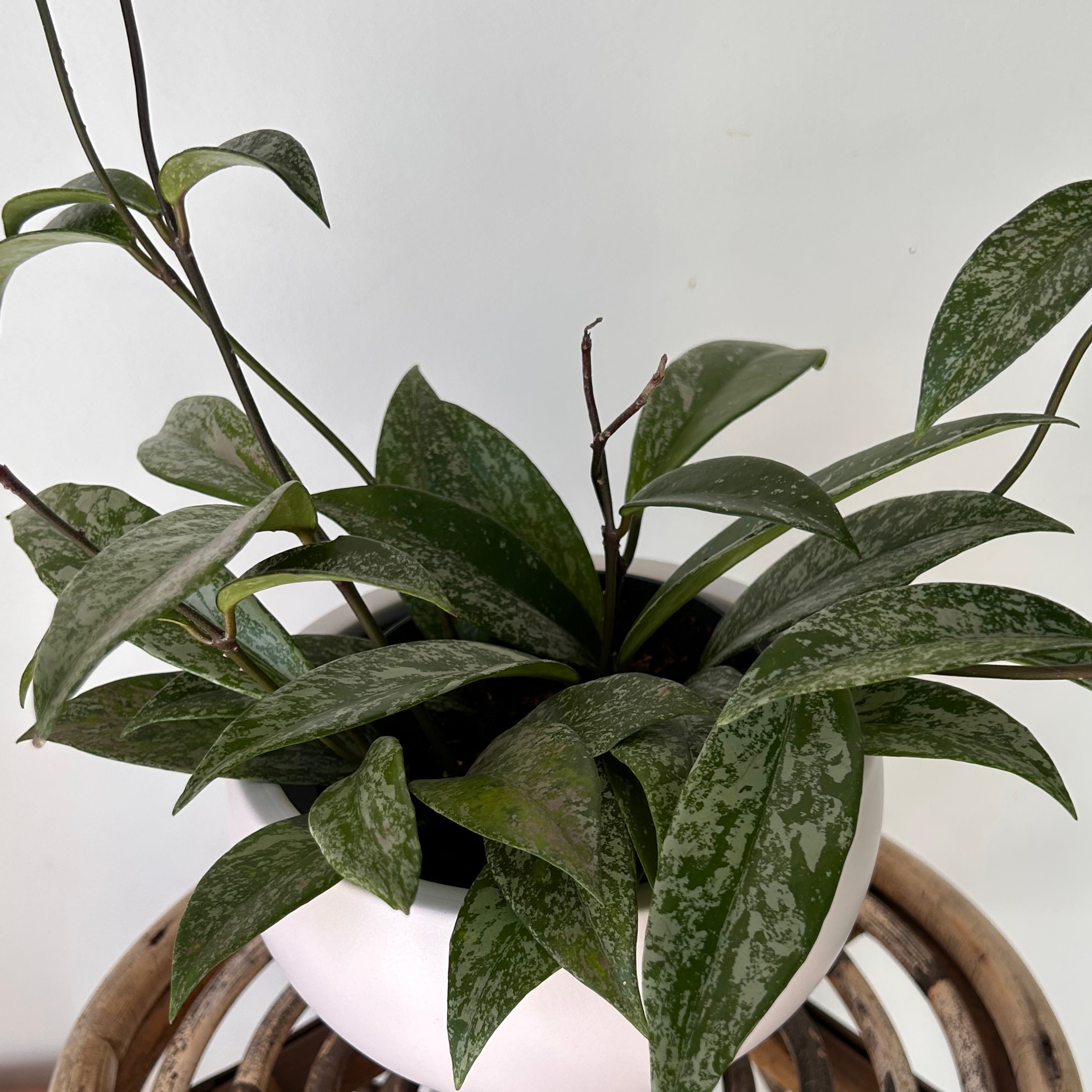 Hoya pubicalyx “Splash” 5” pot