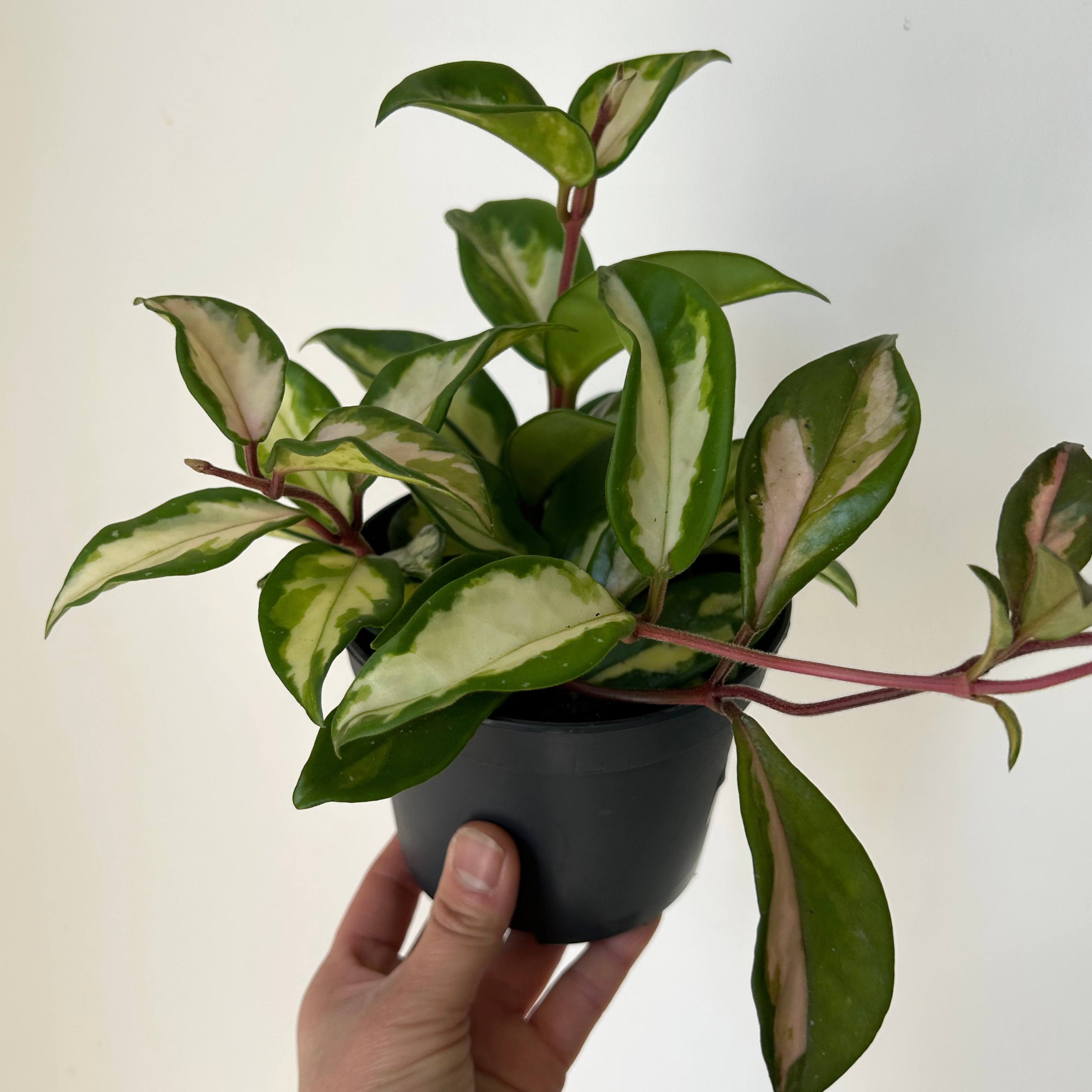 Hoya Tricolour "Krimson Princess" 5”pot