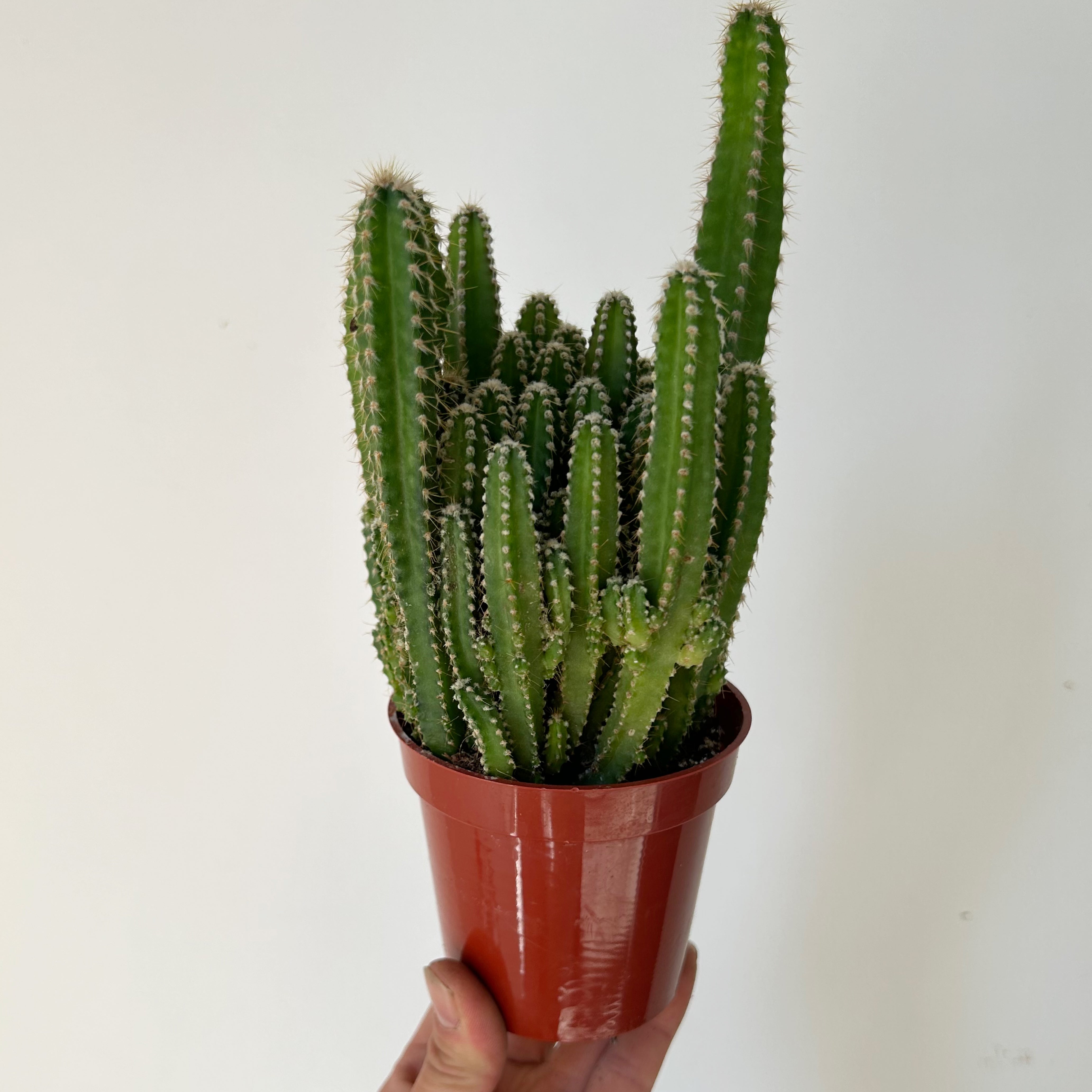 Fairy Castle Cactus (Acanthocereus Tetragonus), 3.5”Pot