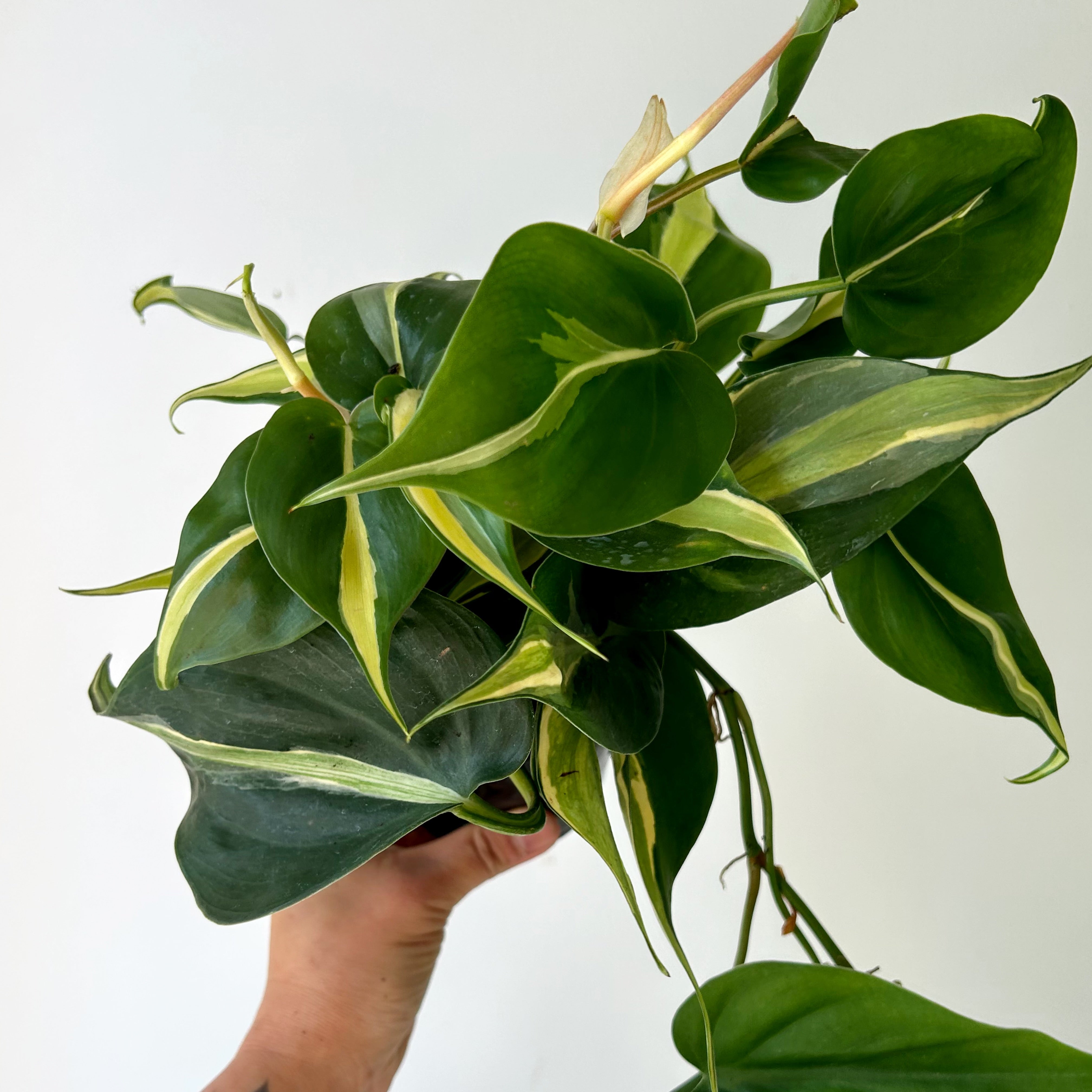 Philodendron “ Silver Stripe” 4”pot