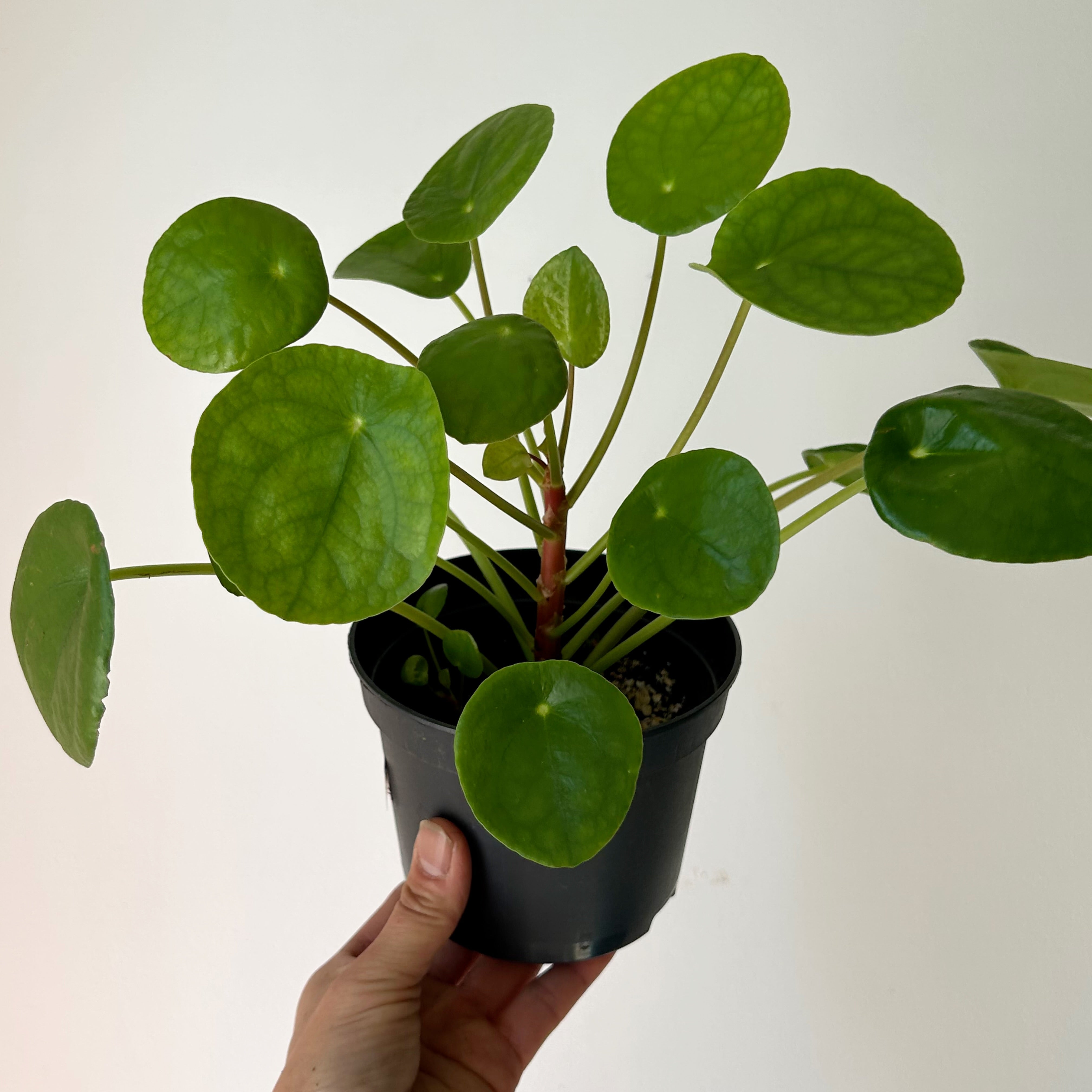 Chinese Money Plant (Pilea Peperomioides ) 4”pot