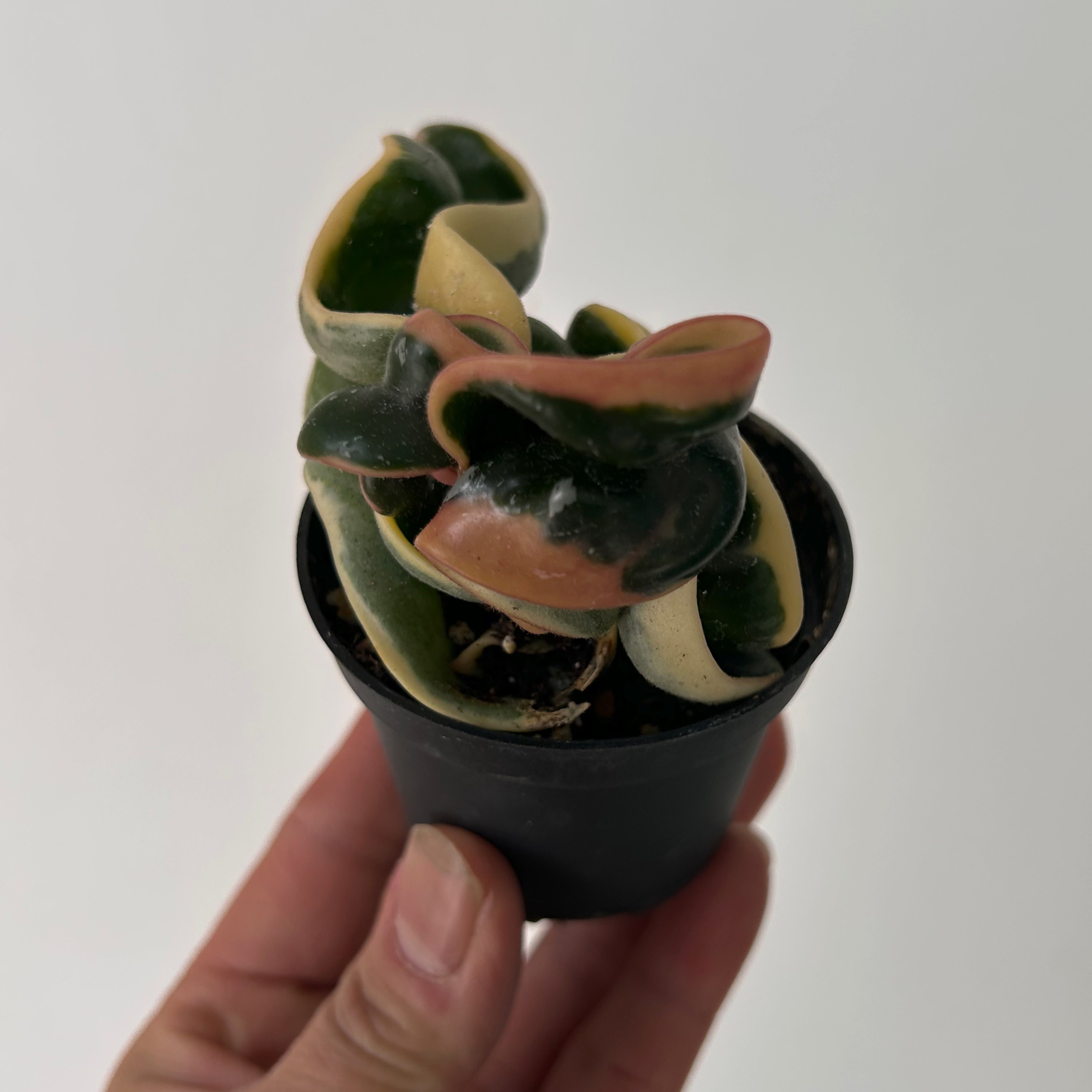 Variegated Rope Hoya (Carnosa compacta) 2.5” pot