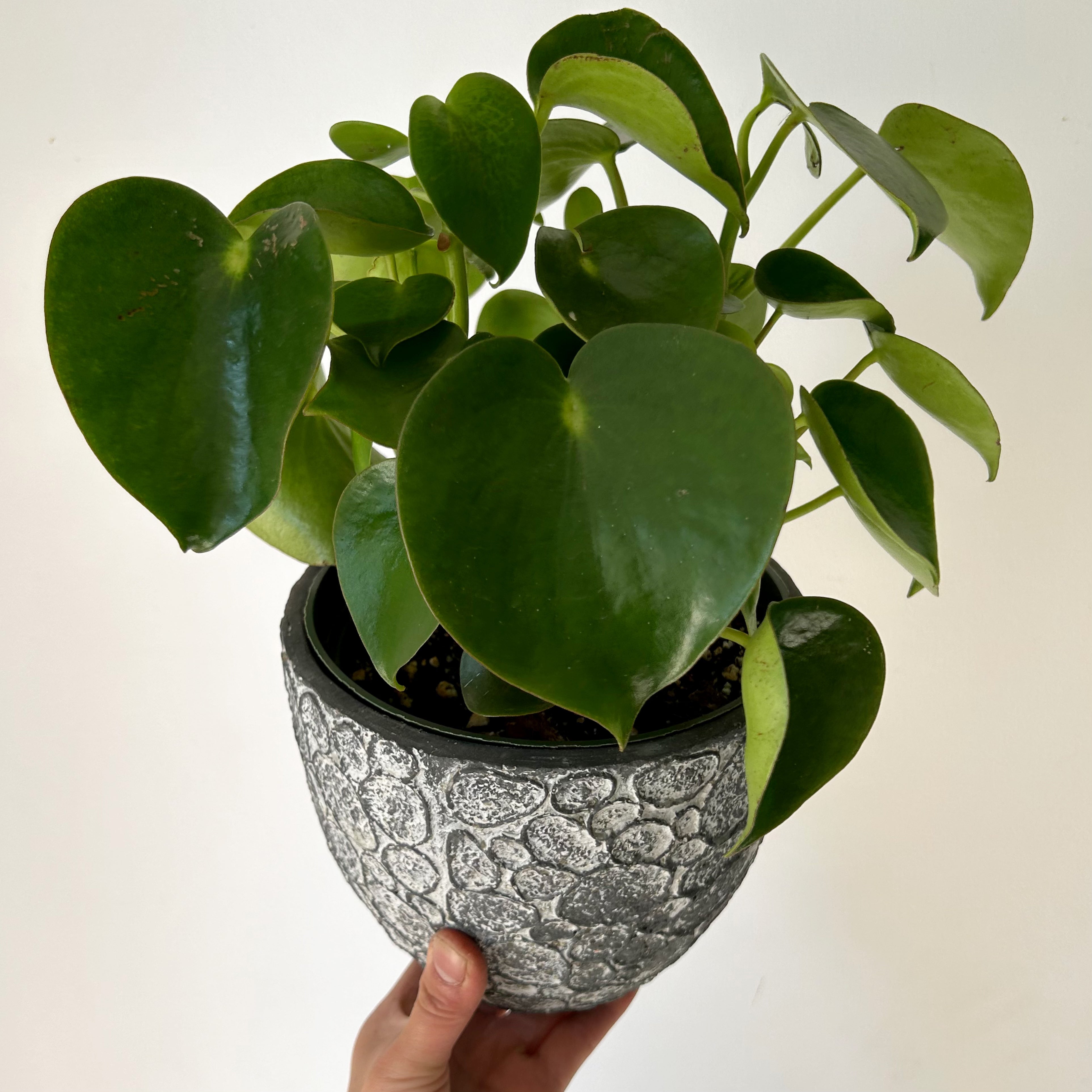 Peperomia “Raindrop” 6” pot