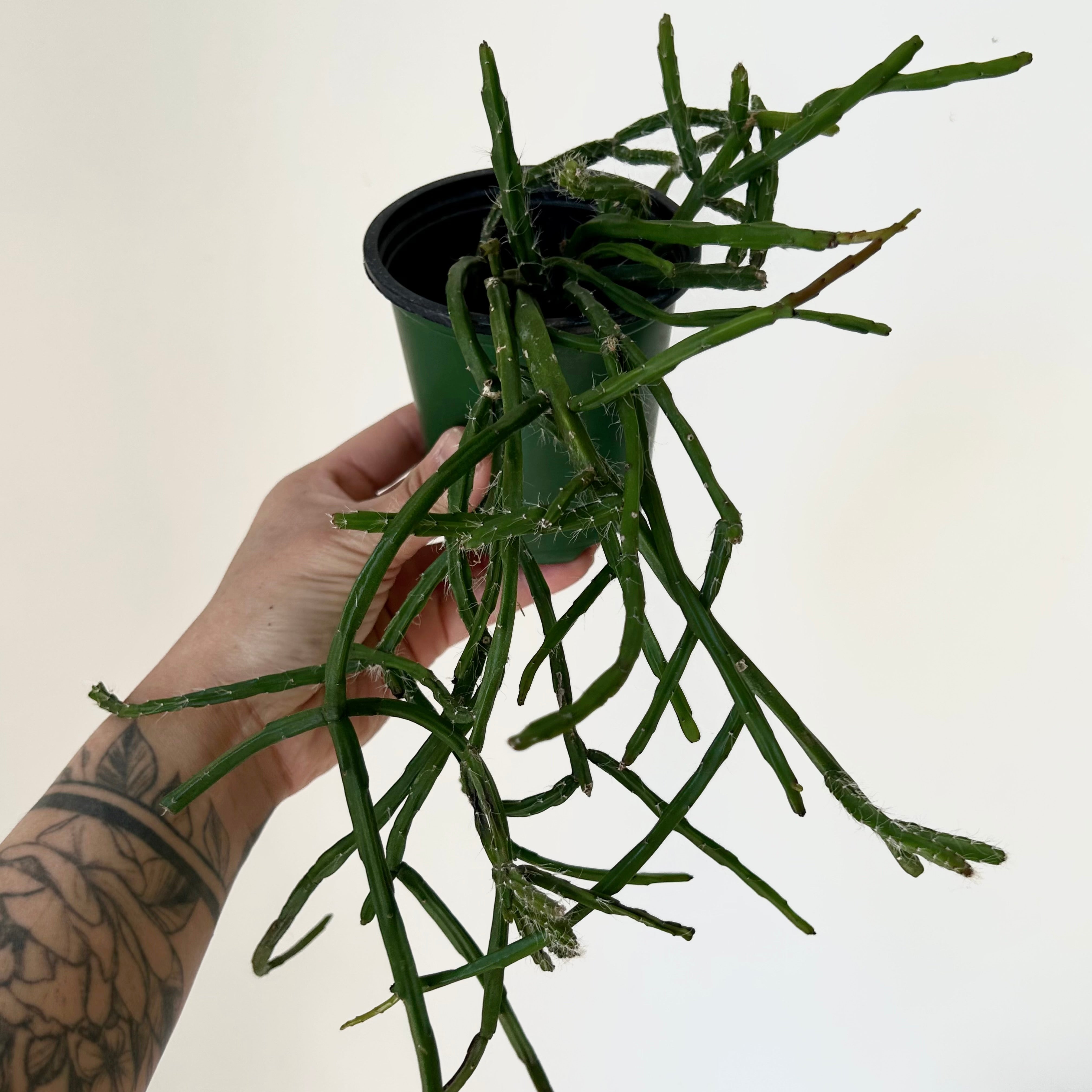 Rhipsalis Paradoxa Minor 3.5” pot