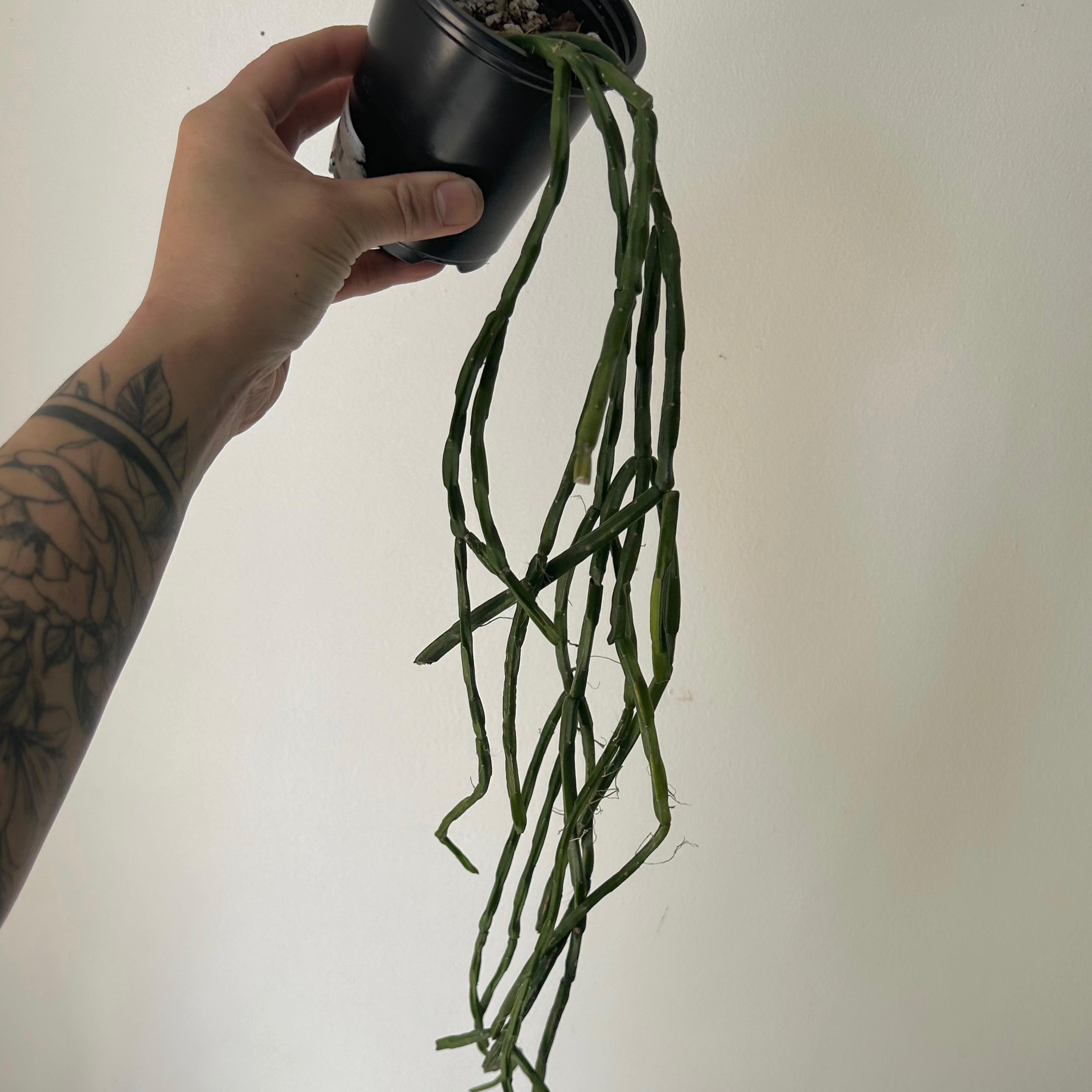 Rhipsalis Paradoxa Minor 3.5” pot