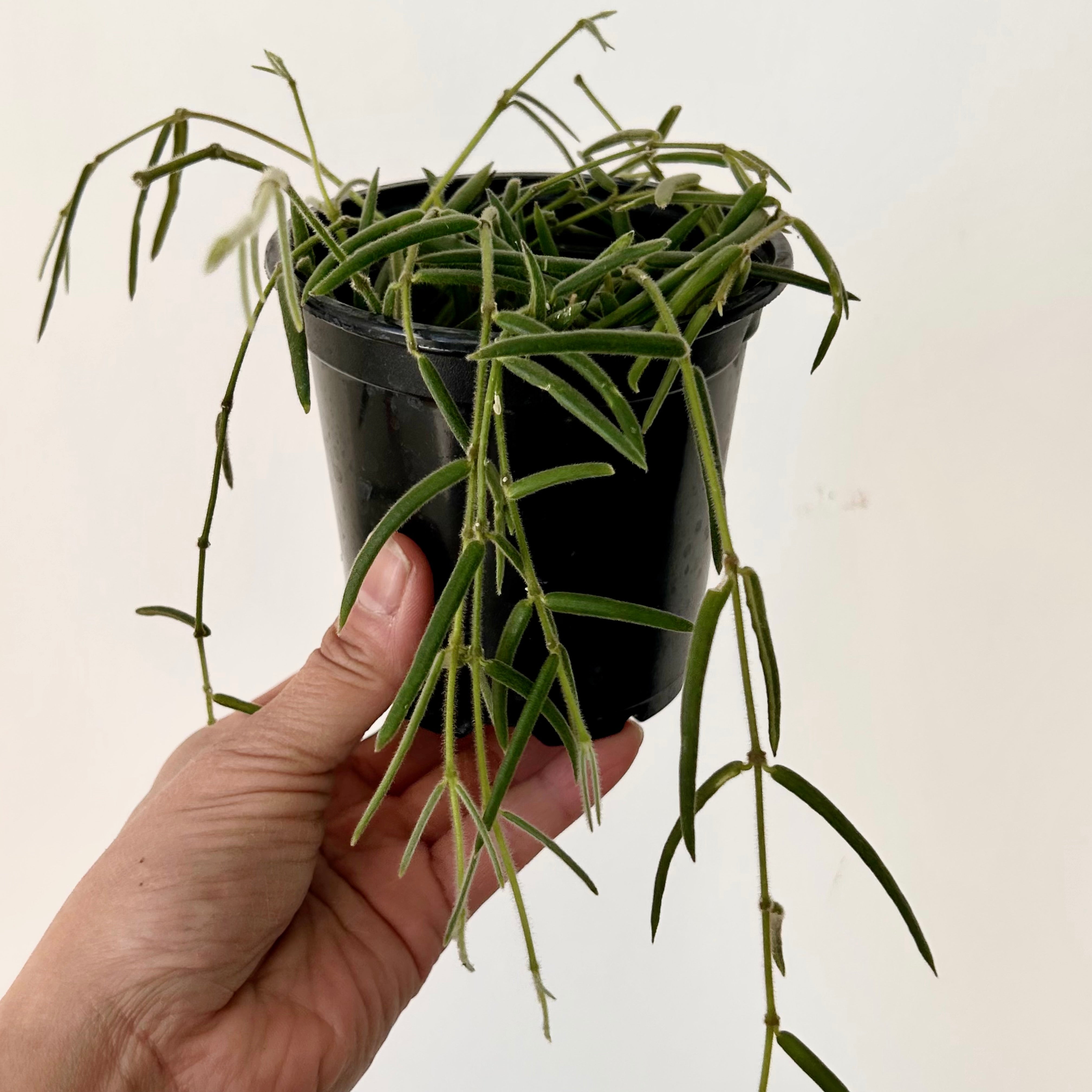 Hoya lineris 4”pot