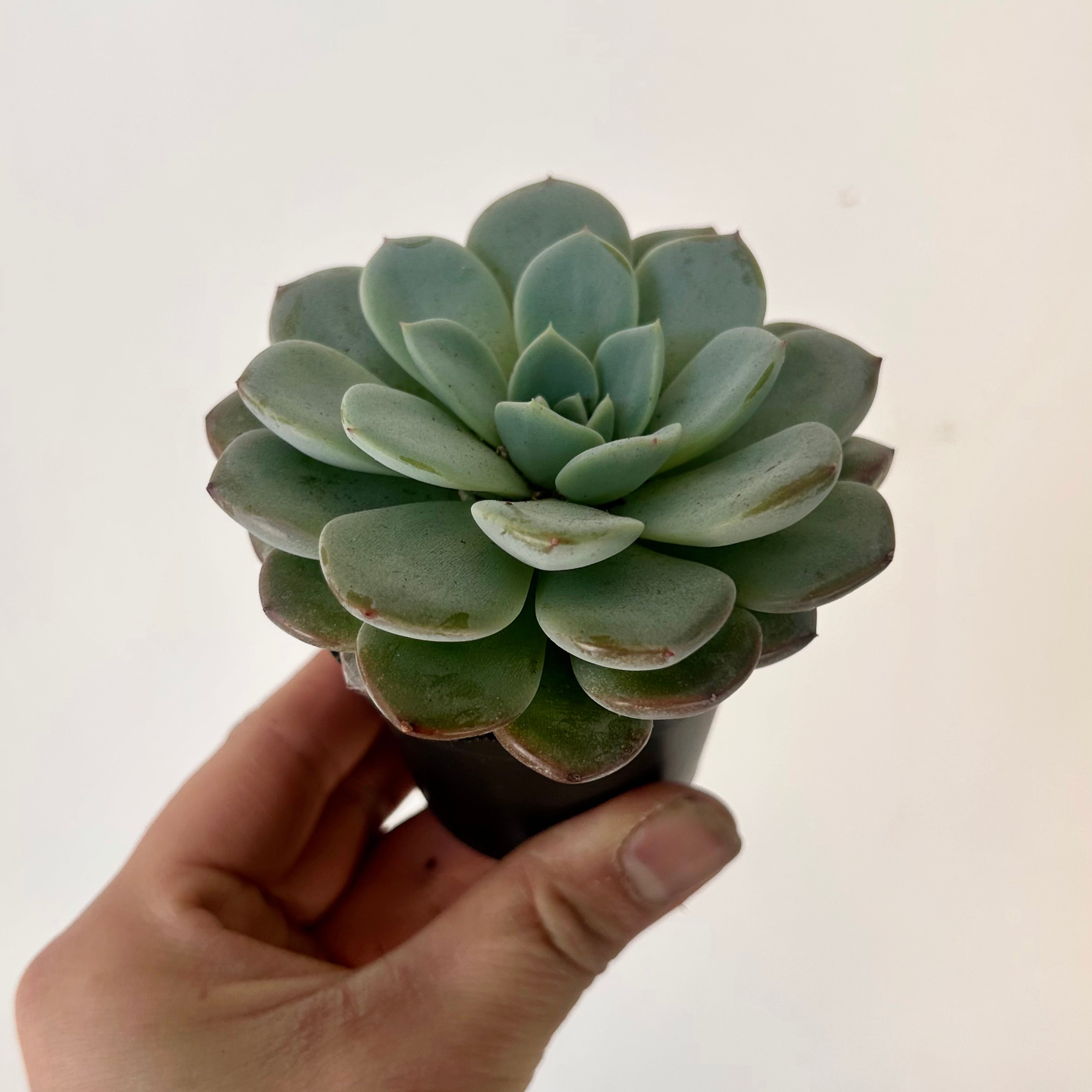 Echeveria elegans 2.5" pot