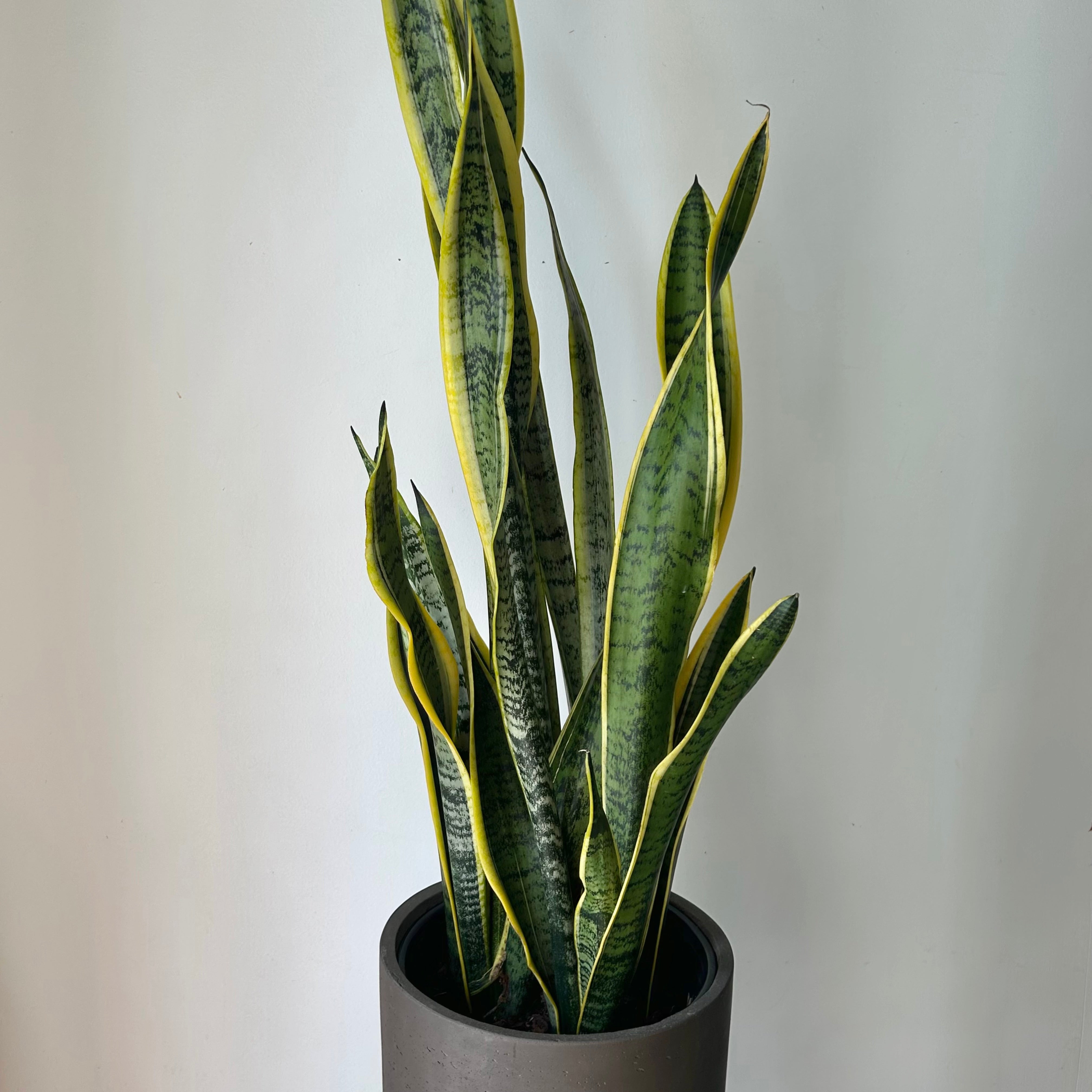 Sansevieria Laurentii approximately 3ft tall in 8”pot