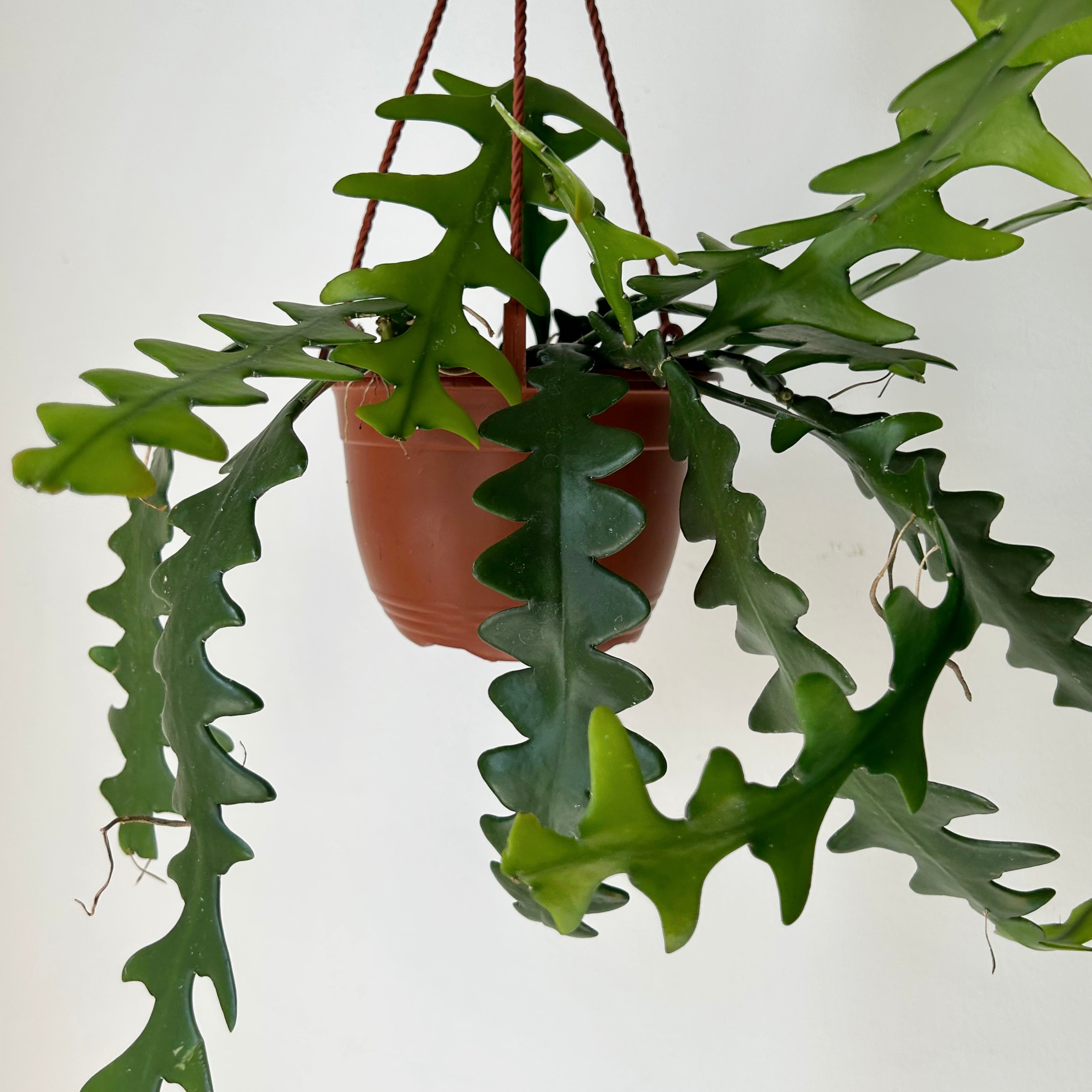 Fishbone Cactus (Epiphyllum anguliger) 6” hanging basket