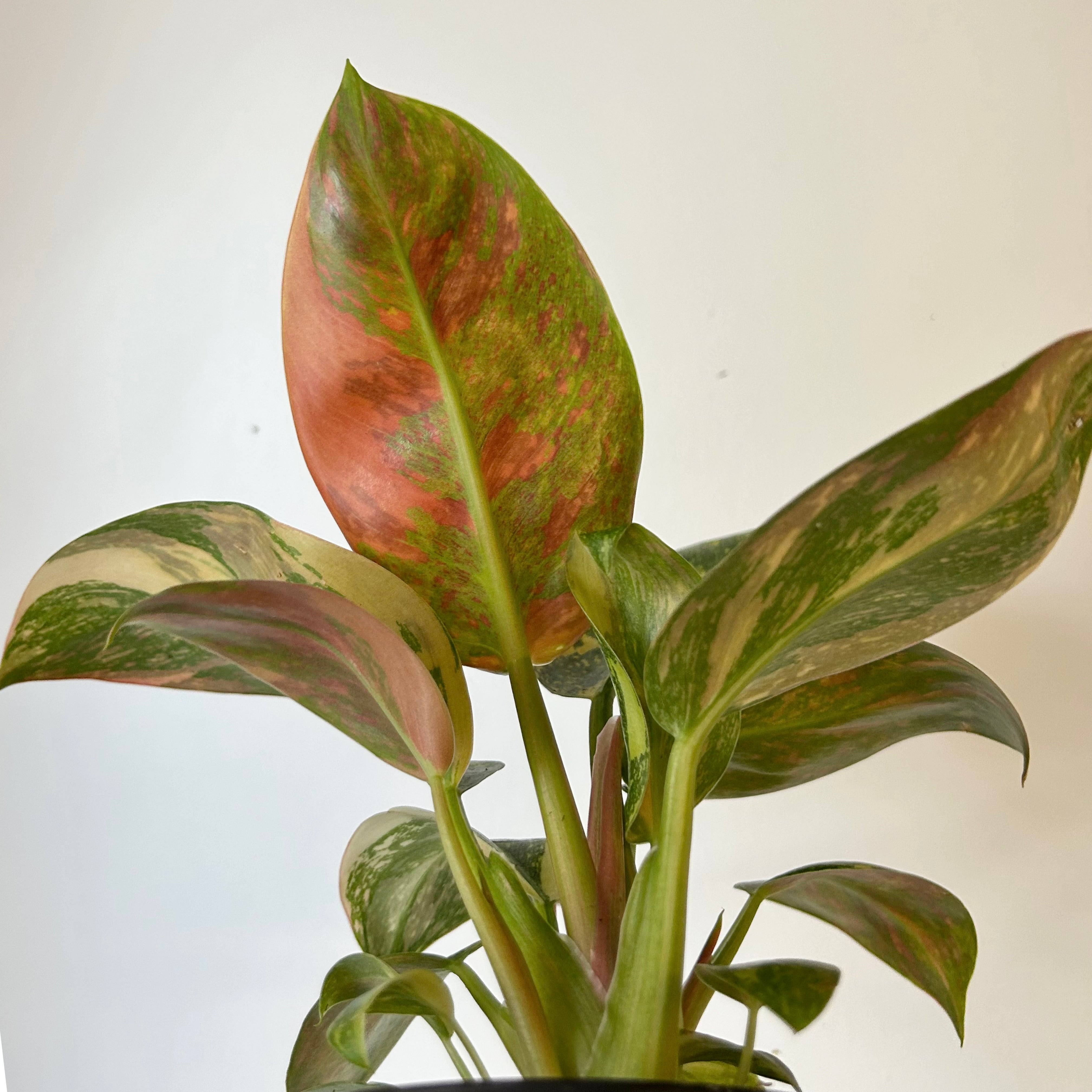 Variegated Philodendron Green Congo Nuclear 4” pots