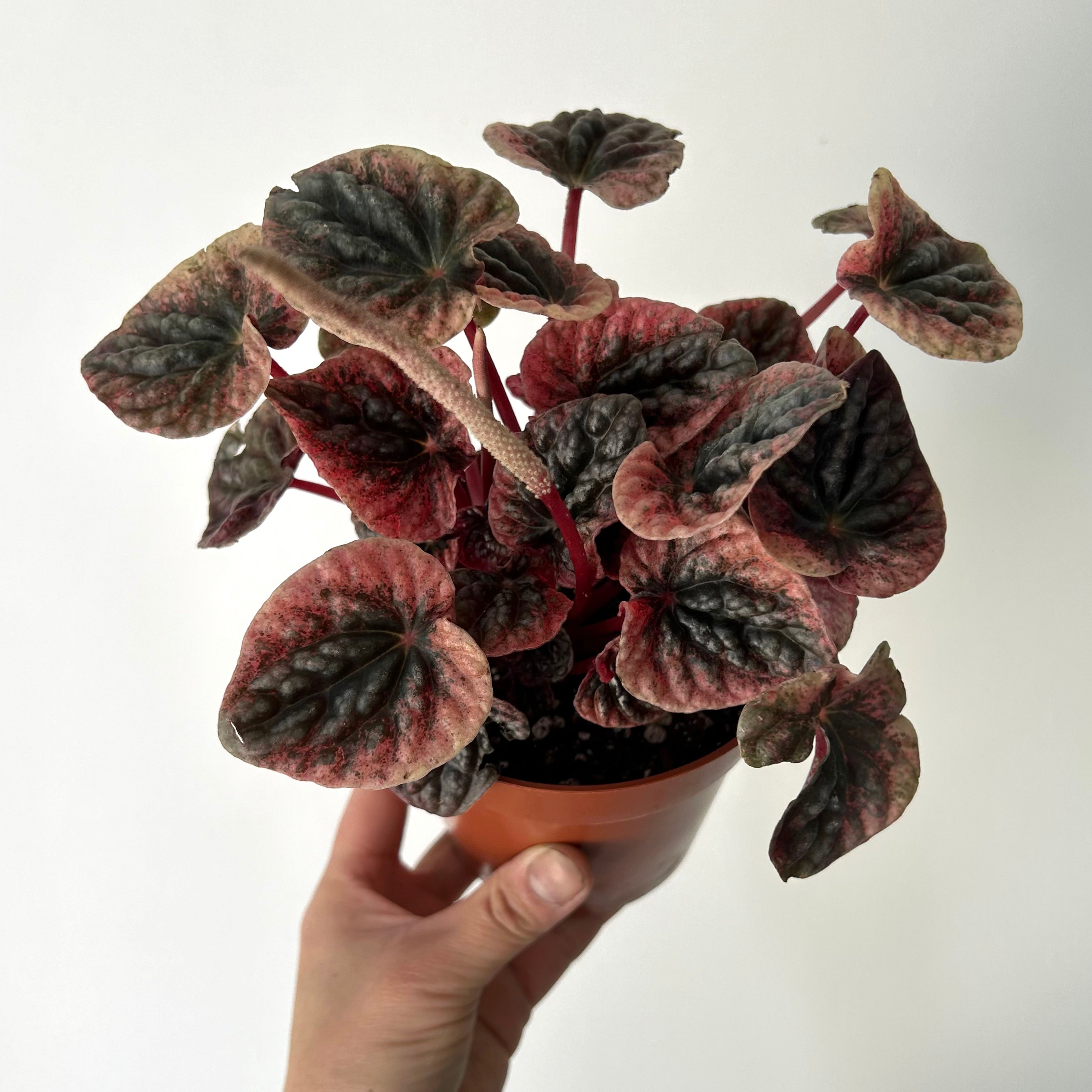 Peperomia Abricos 4”pot