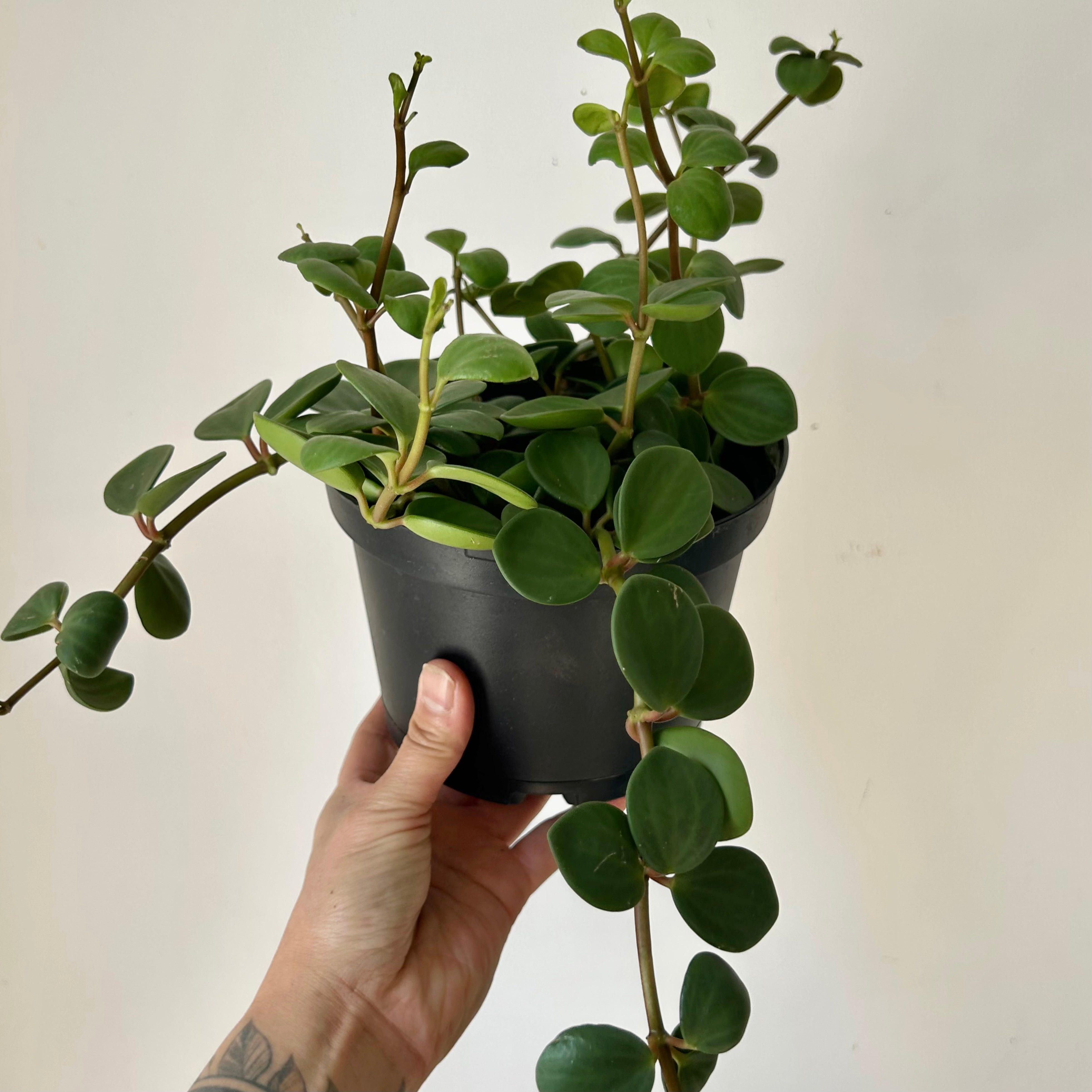 Peperomia "Hope" (tetraphylla), 6” pot