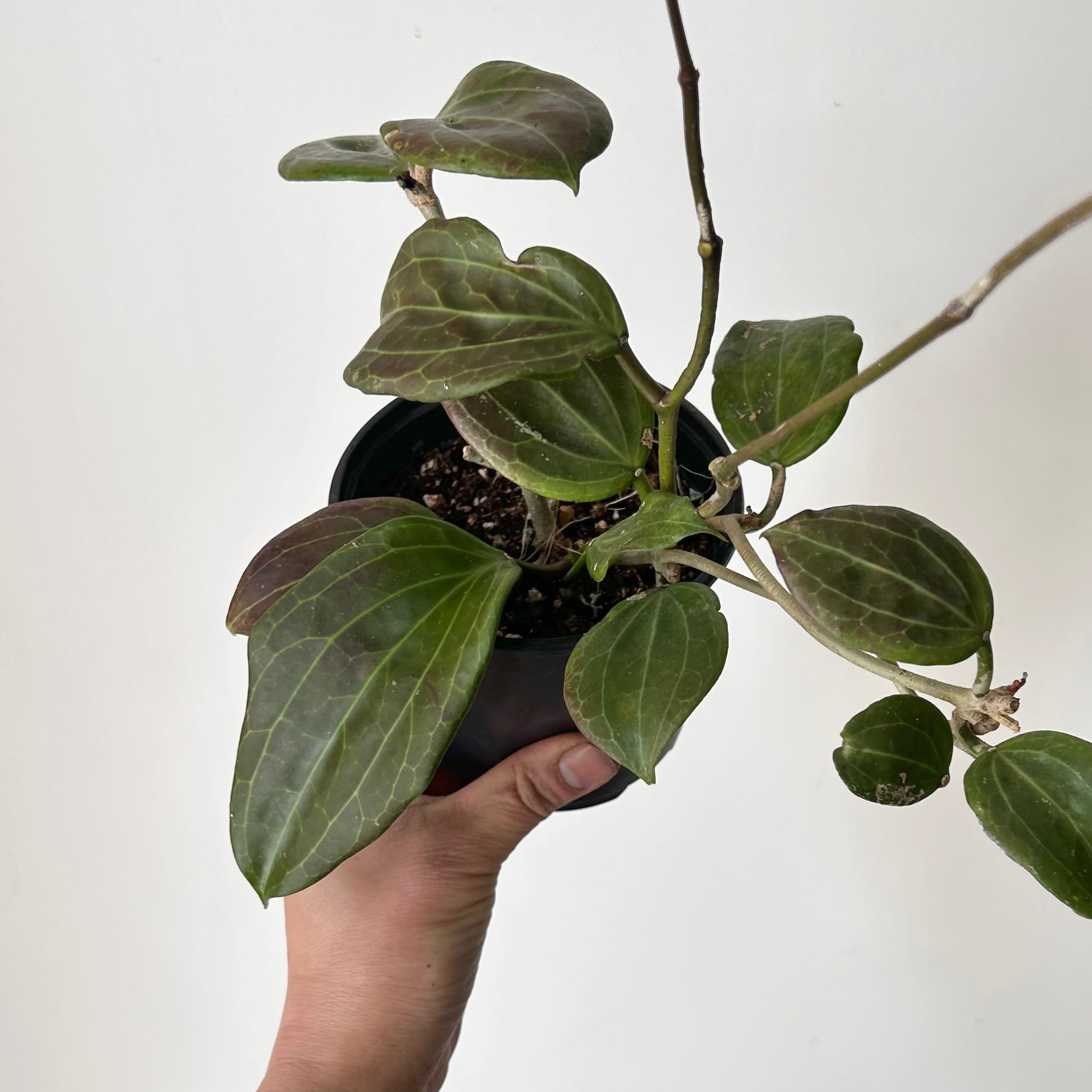Hoya Qinquenervia 4” pot