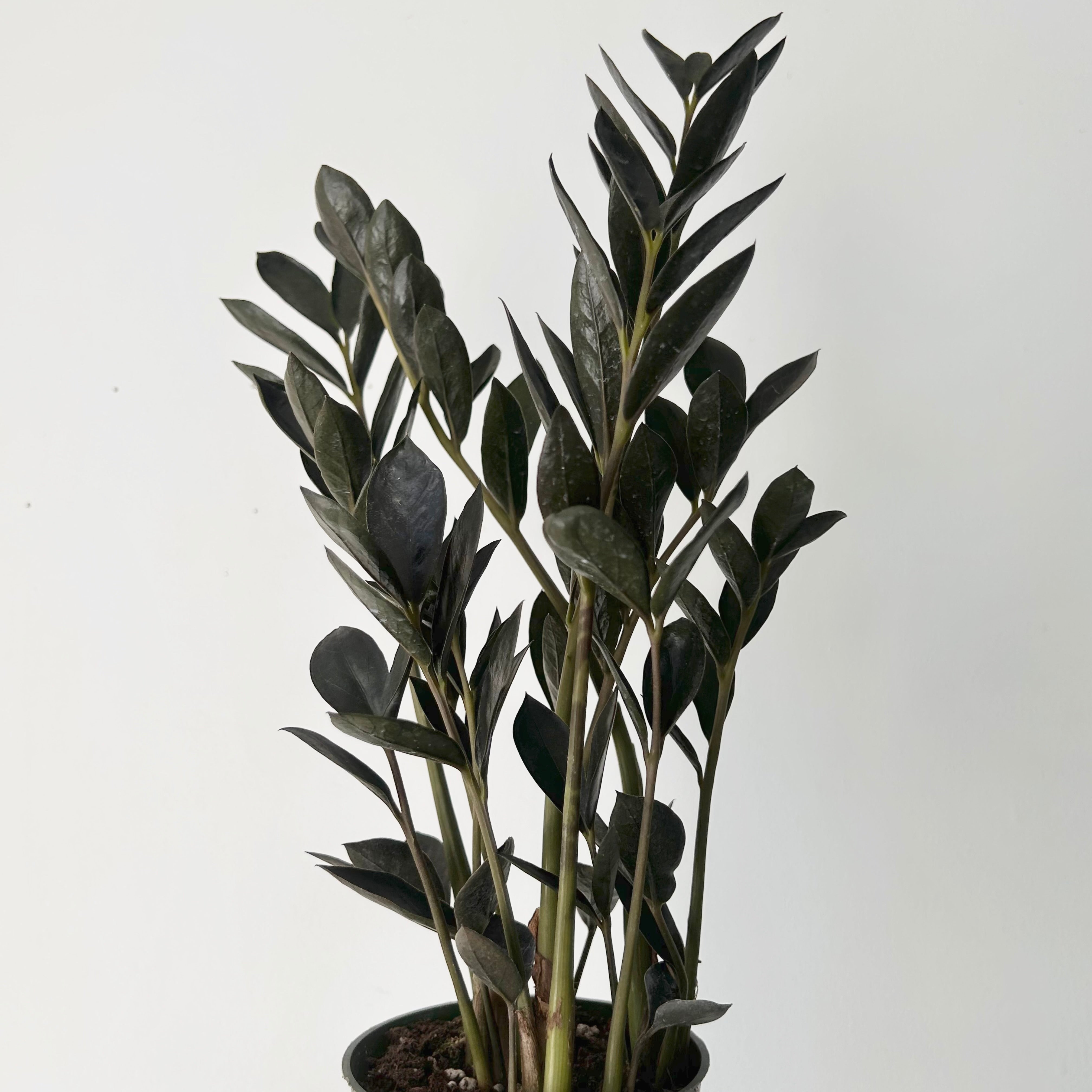 Black ZZ Dowon 4”pot