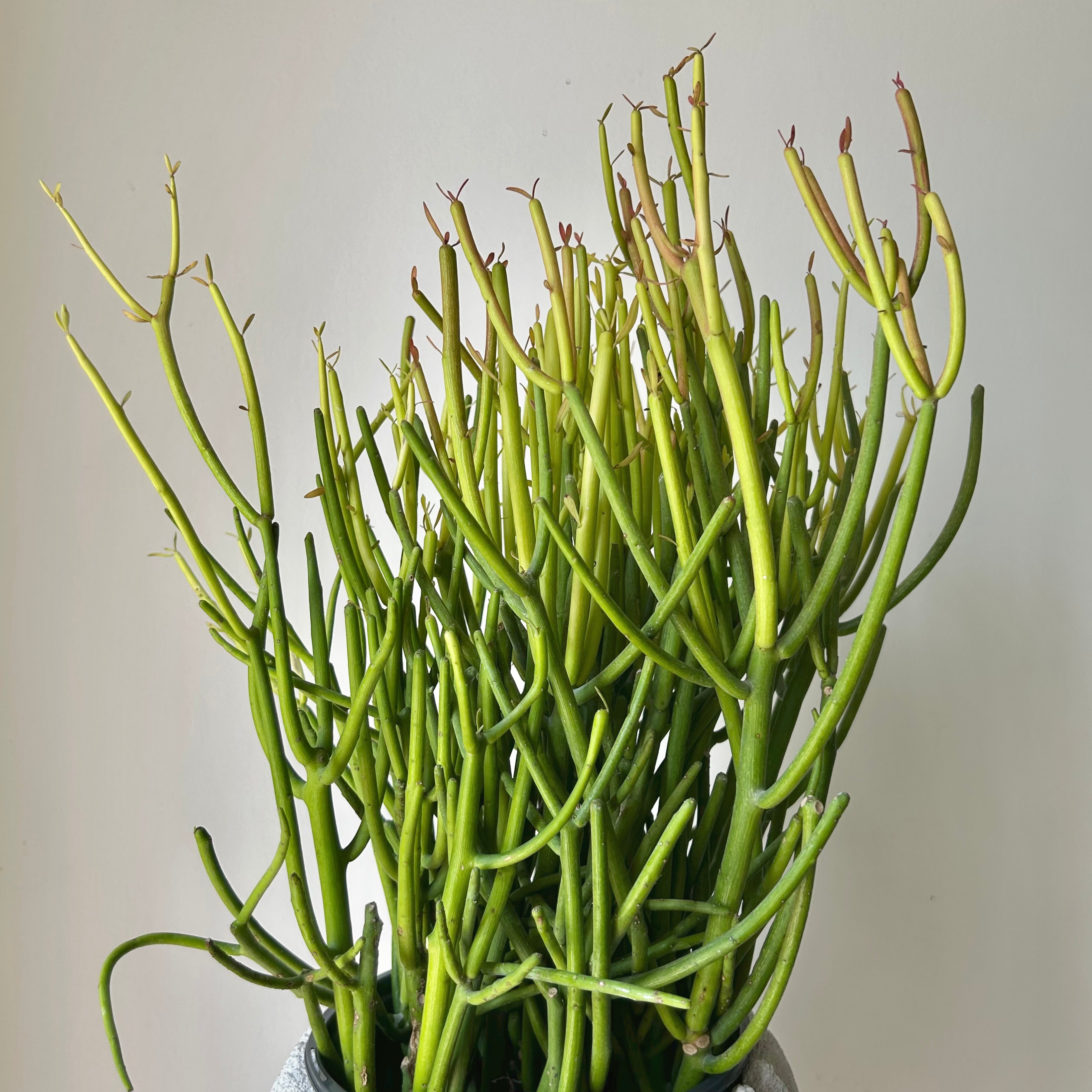 Pencil Cactus “Firesticks” (Euphorbia) 6” pot