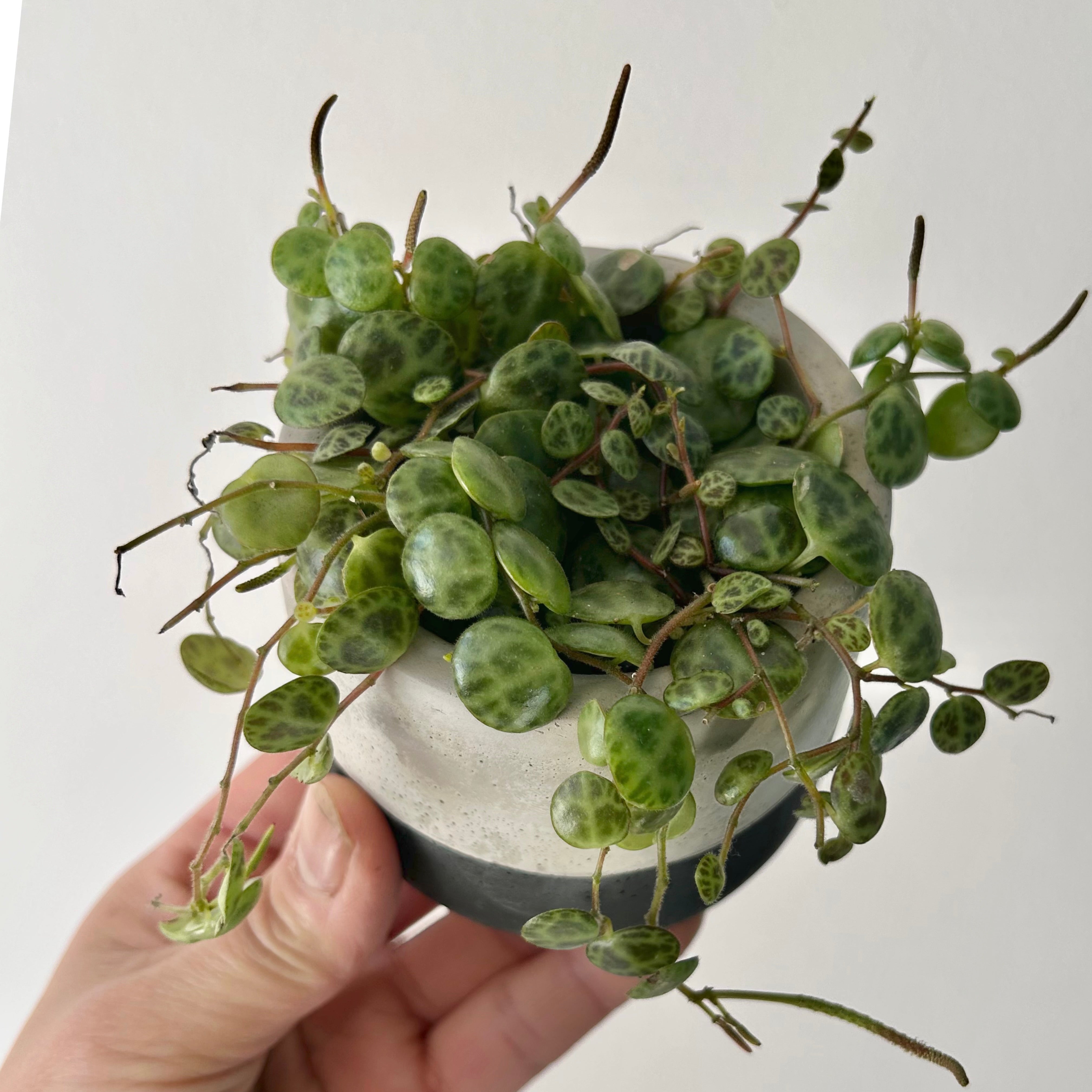 String of Turtles (Peperomia prostrata) 2.5”pot