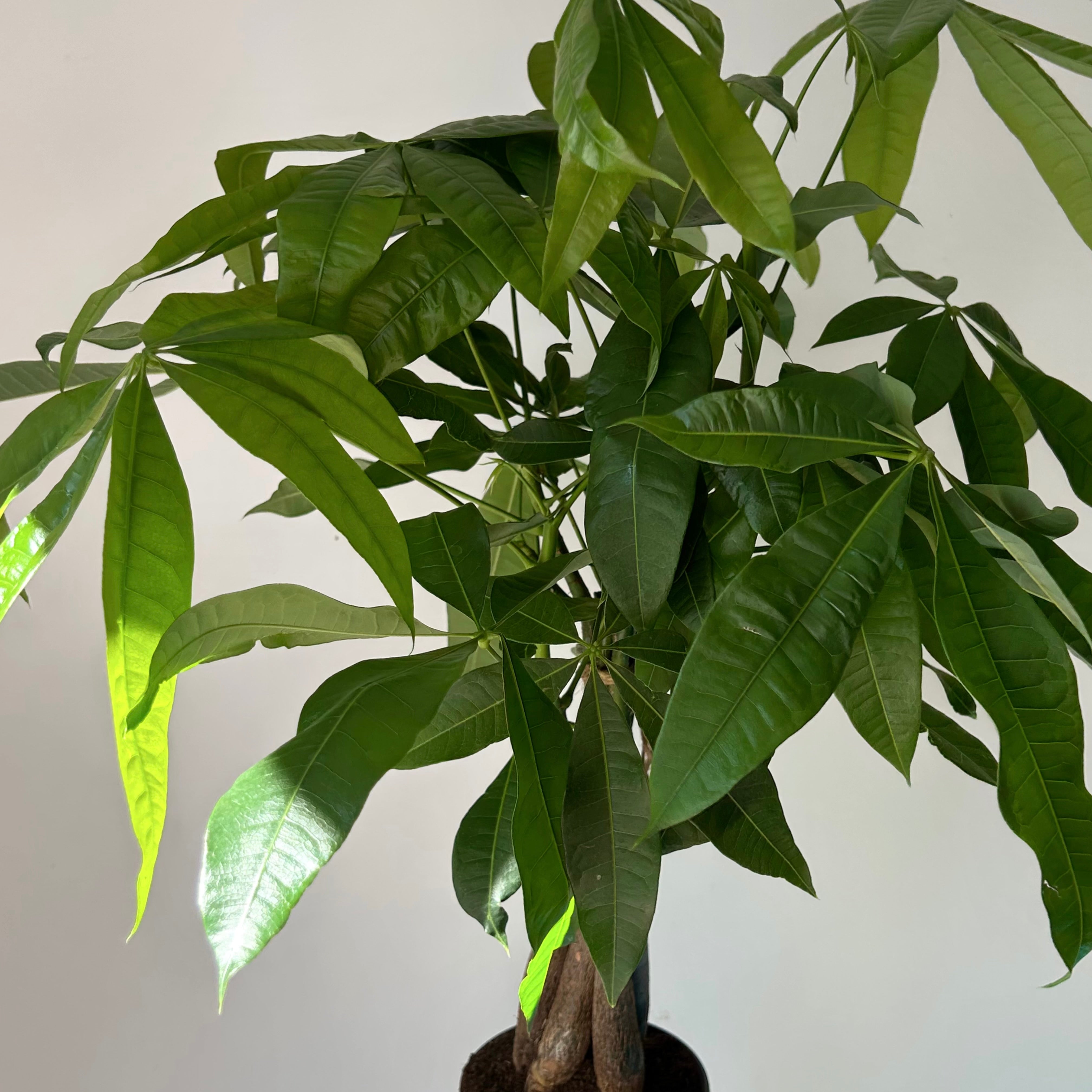 Money Tree (Pachira aquatica ) approximately 20 inches tall 5”pot