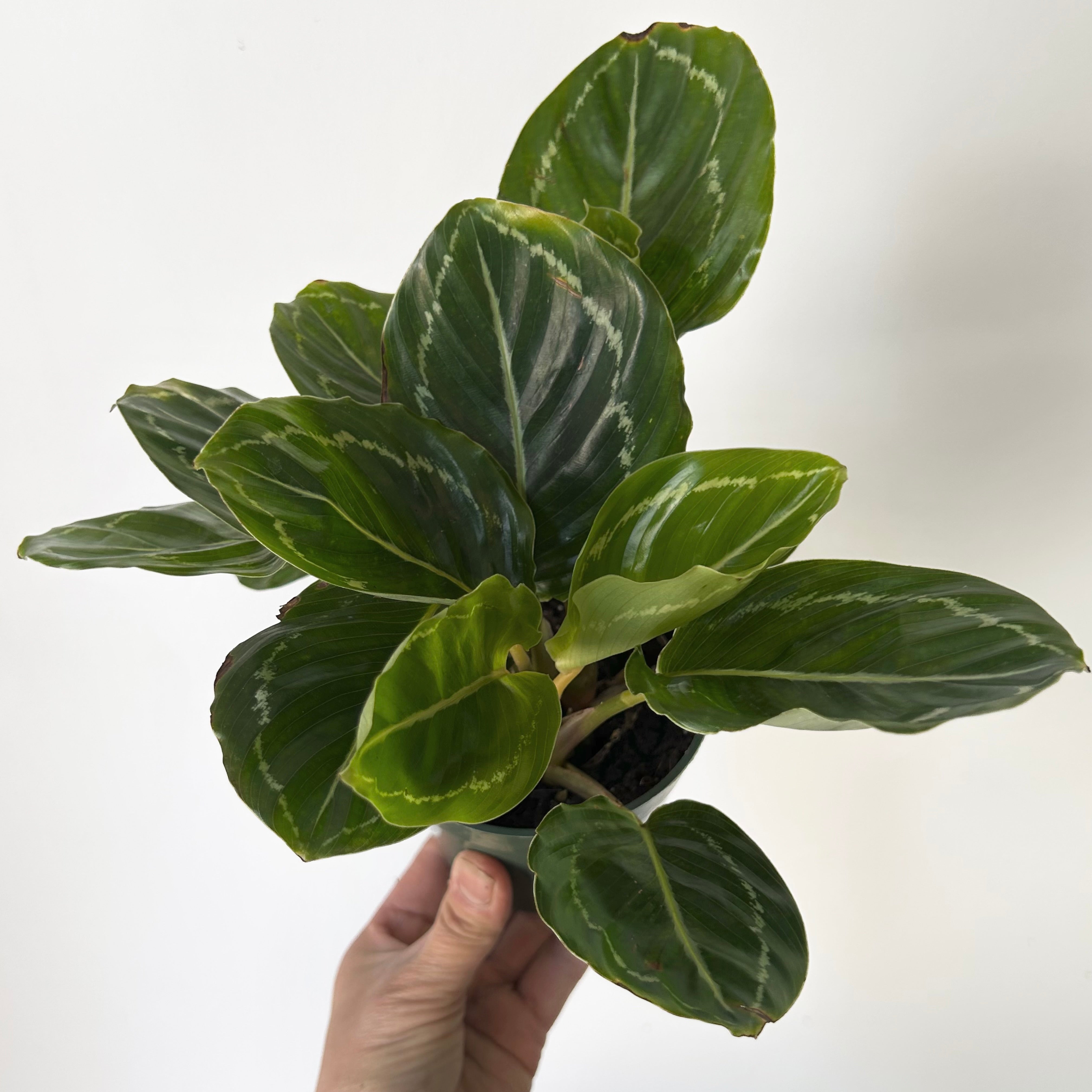 Calathea “Green Beauty” 4”pot