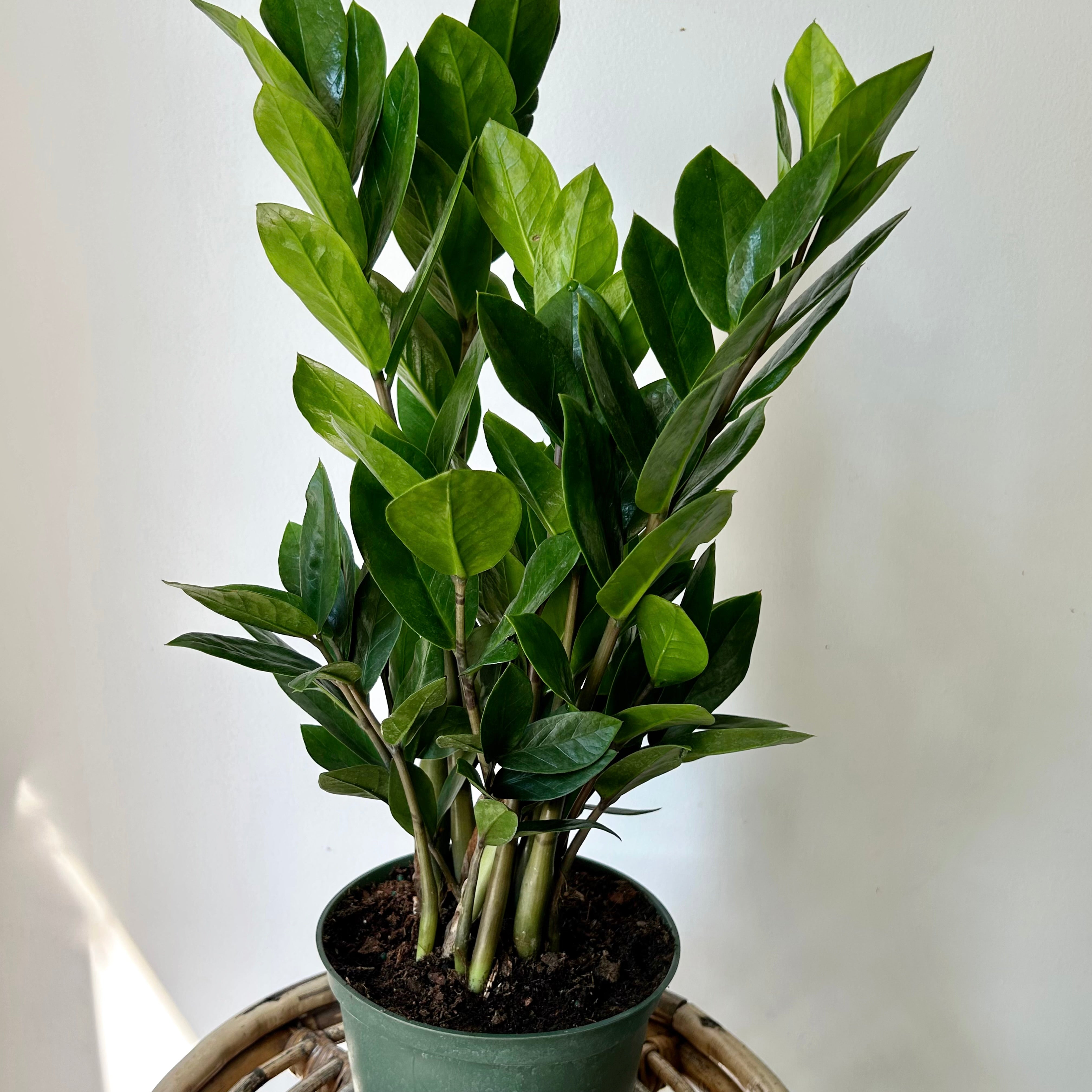 ZZ Plant (Zamioculcas Zamiifolia)  6”pot