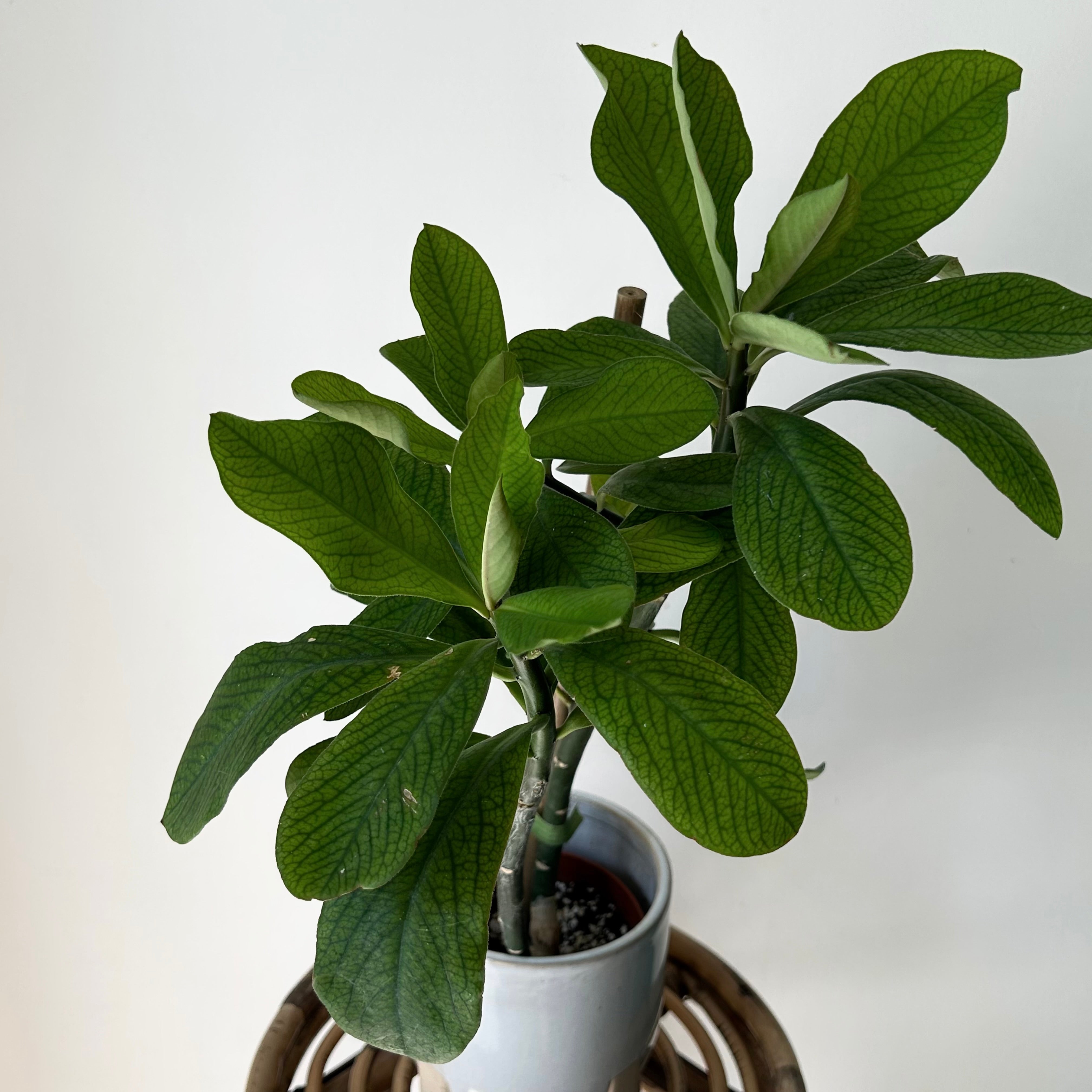 Euphorbia grantii 5”pot