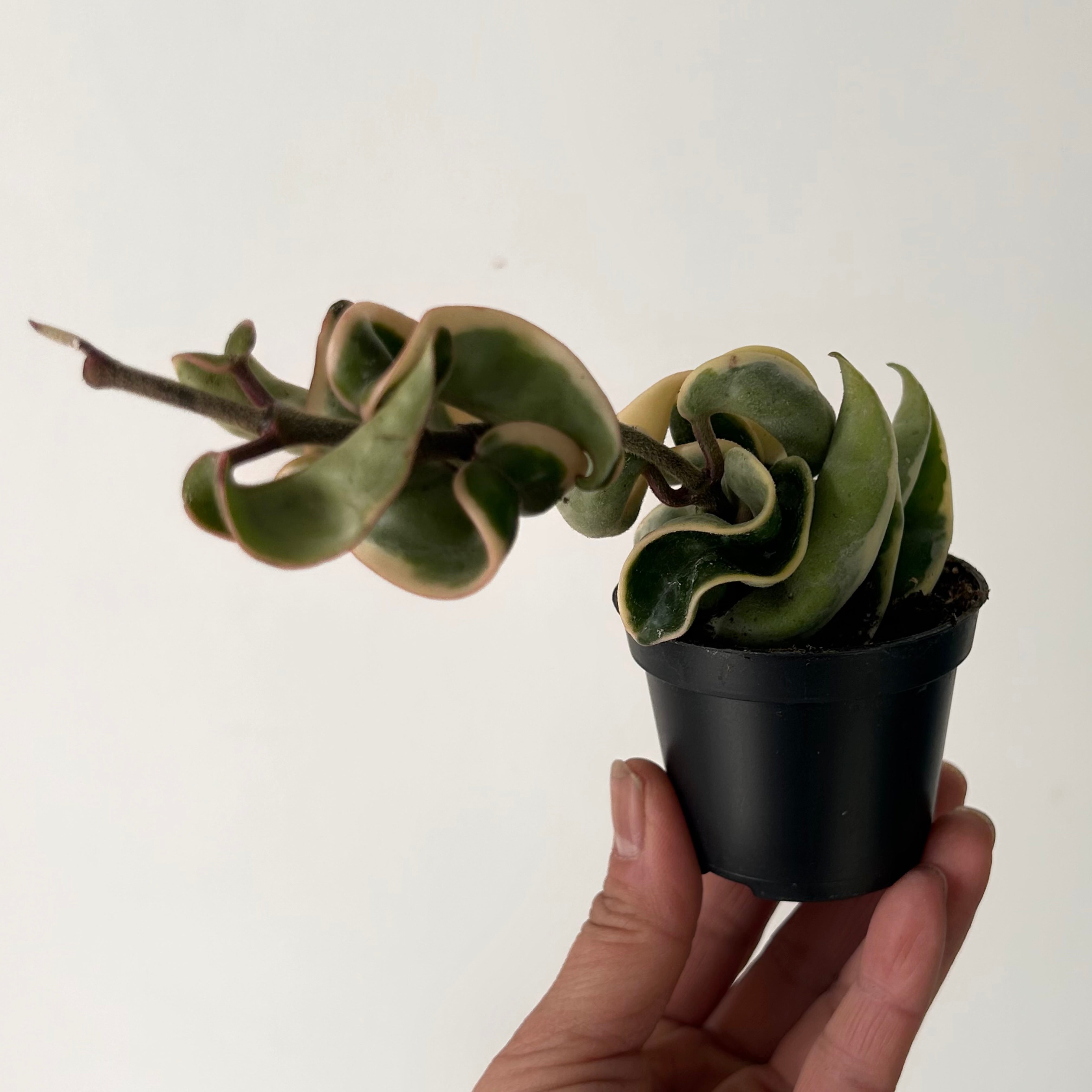 Variegated Rope Hoya (Carnosa compacta) 2.5” pot