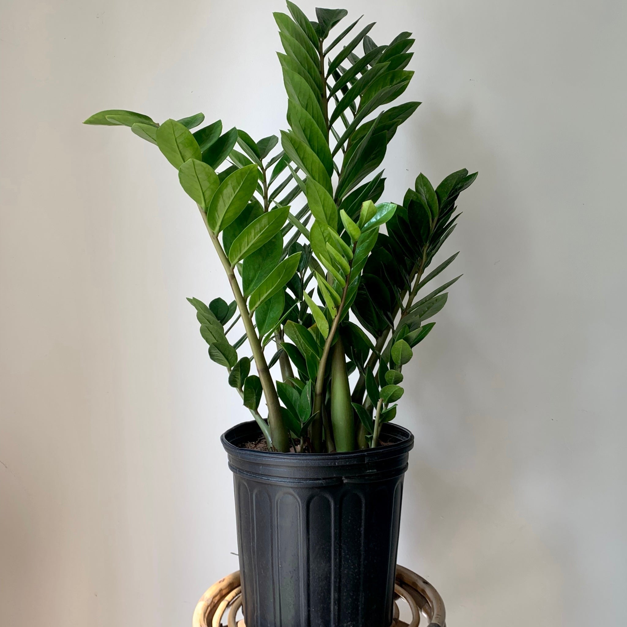 ZZ Plant (Zamioculcas Zamiifolia) approximately 2.5ft tall in 8” pot