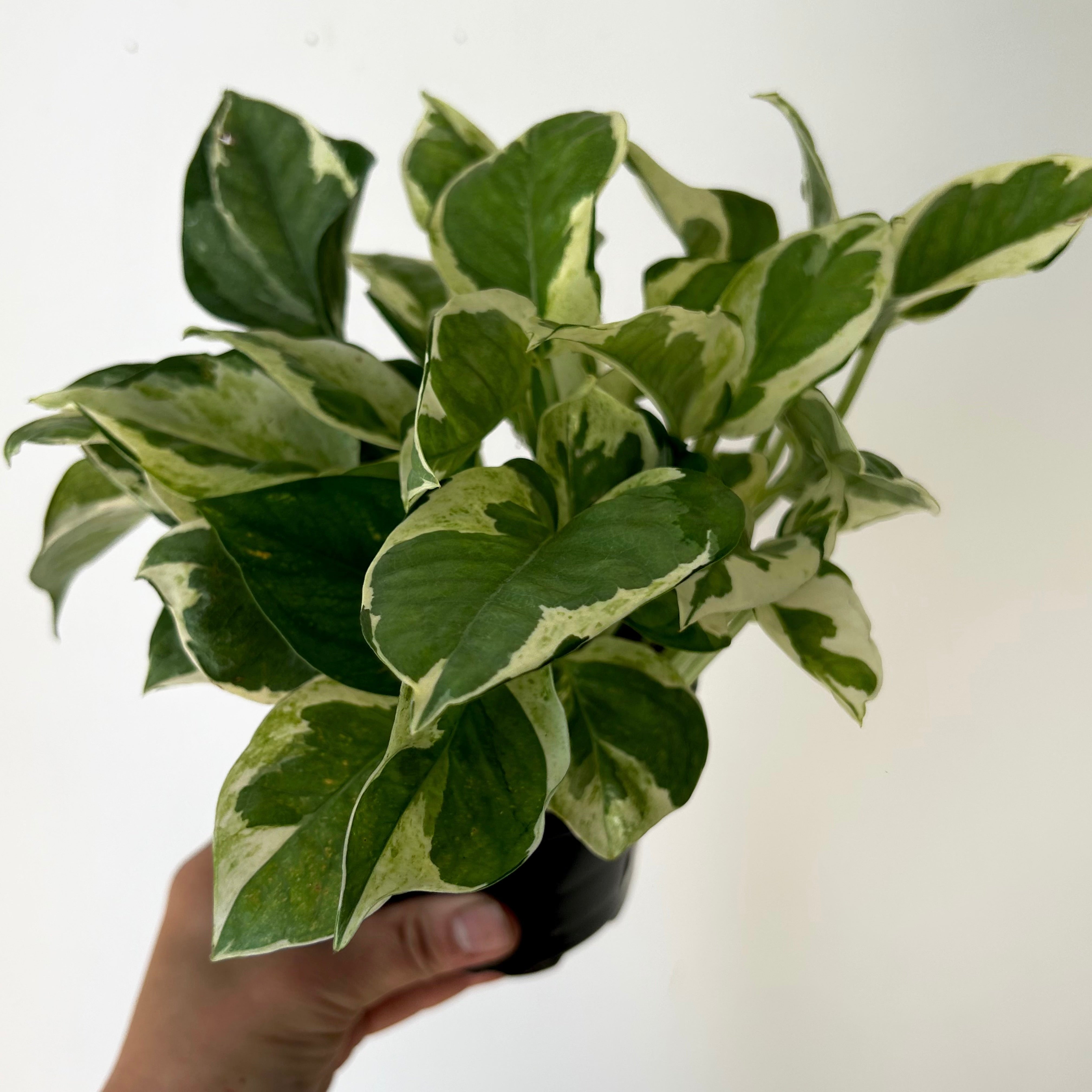 Pothos “Pearl & Jade” 4”pot