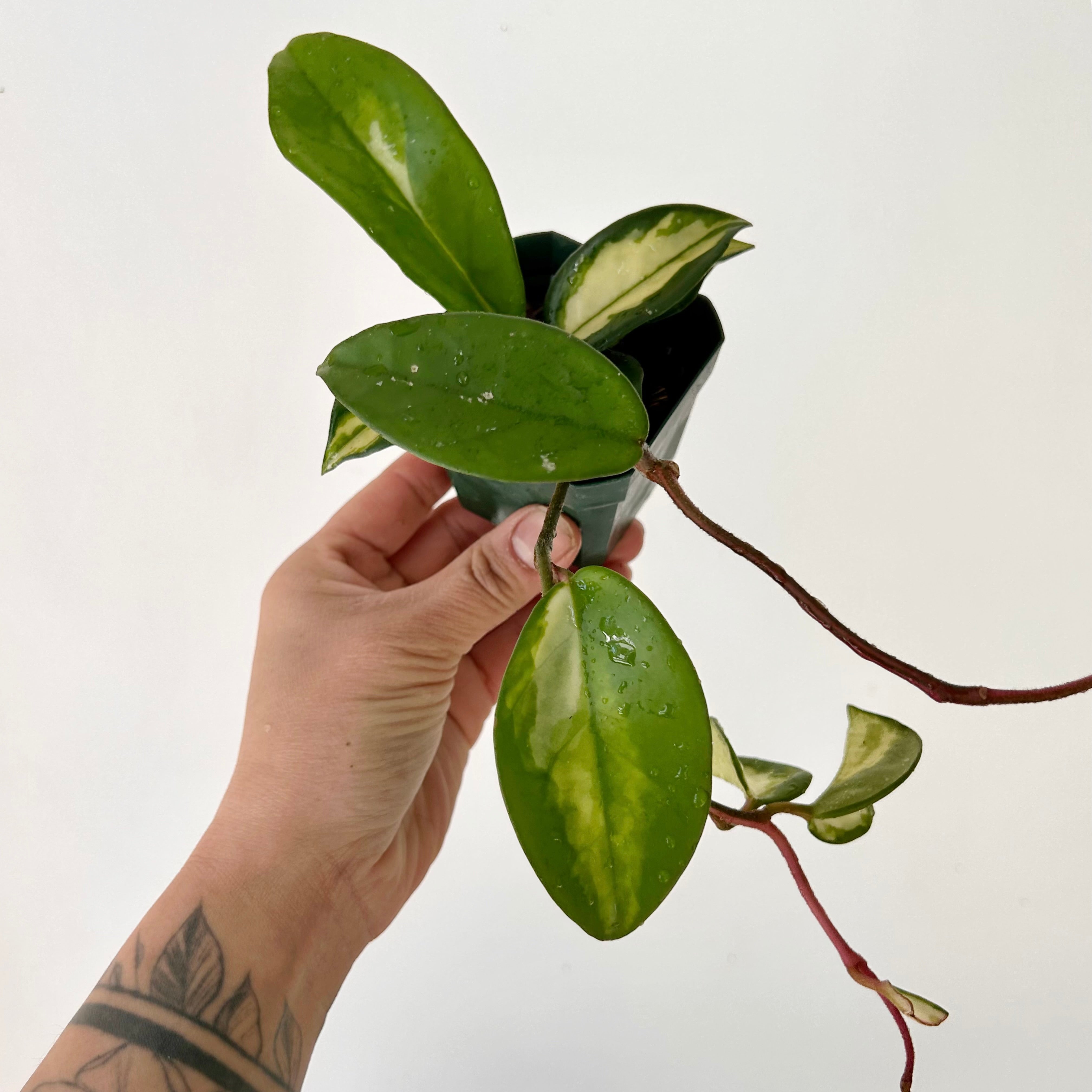 Hoya Tricolour “Krimson Princess” 3”pot