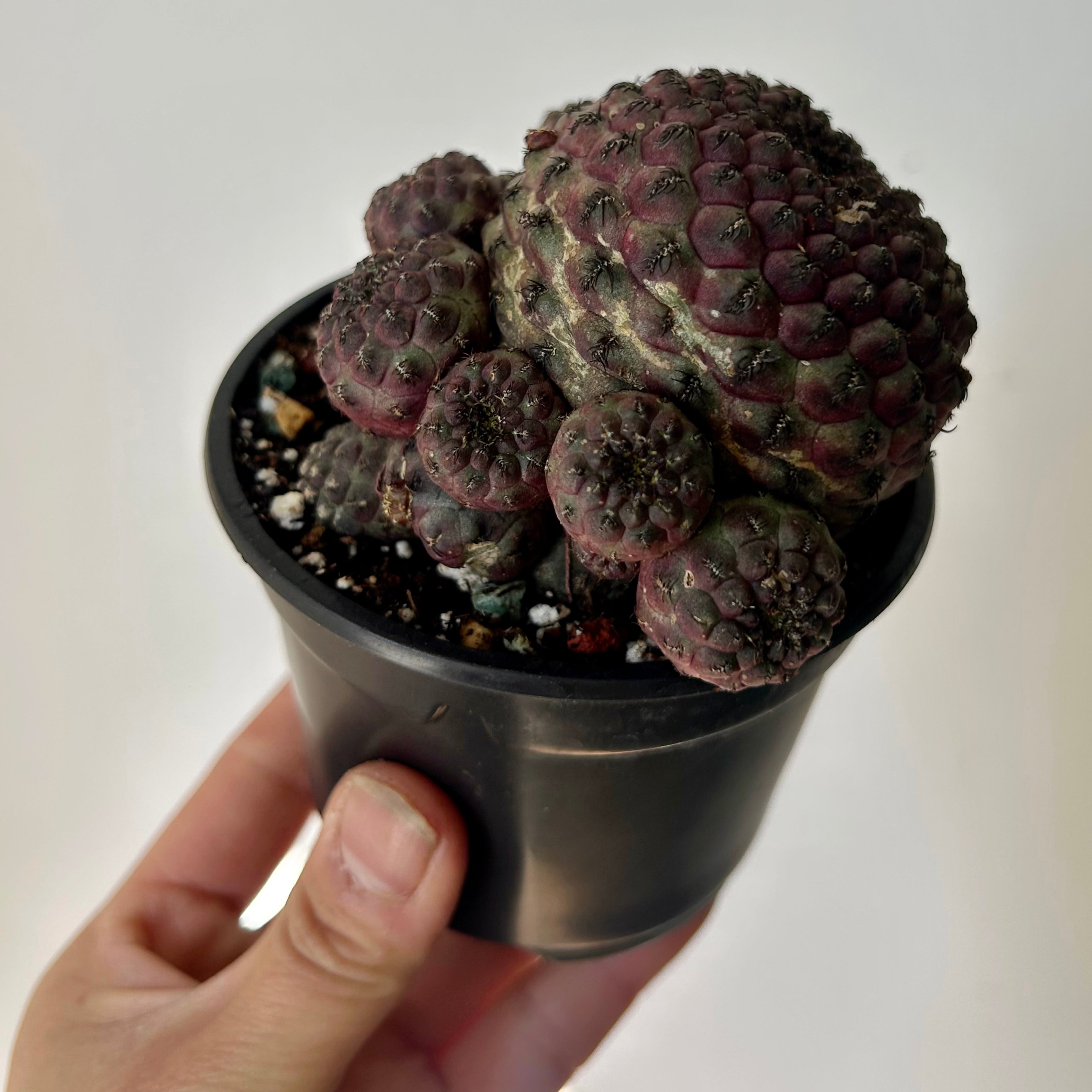 Purple Crown Cactus (Sulcorebutia Rauschii Violacidermis) 3.5”pot