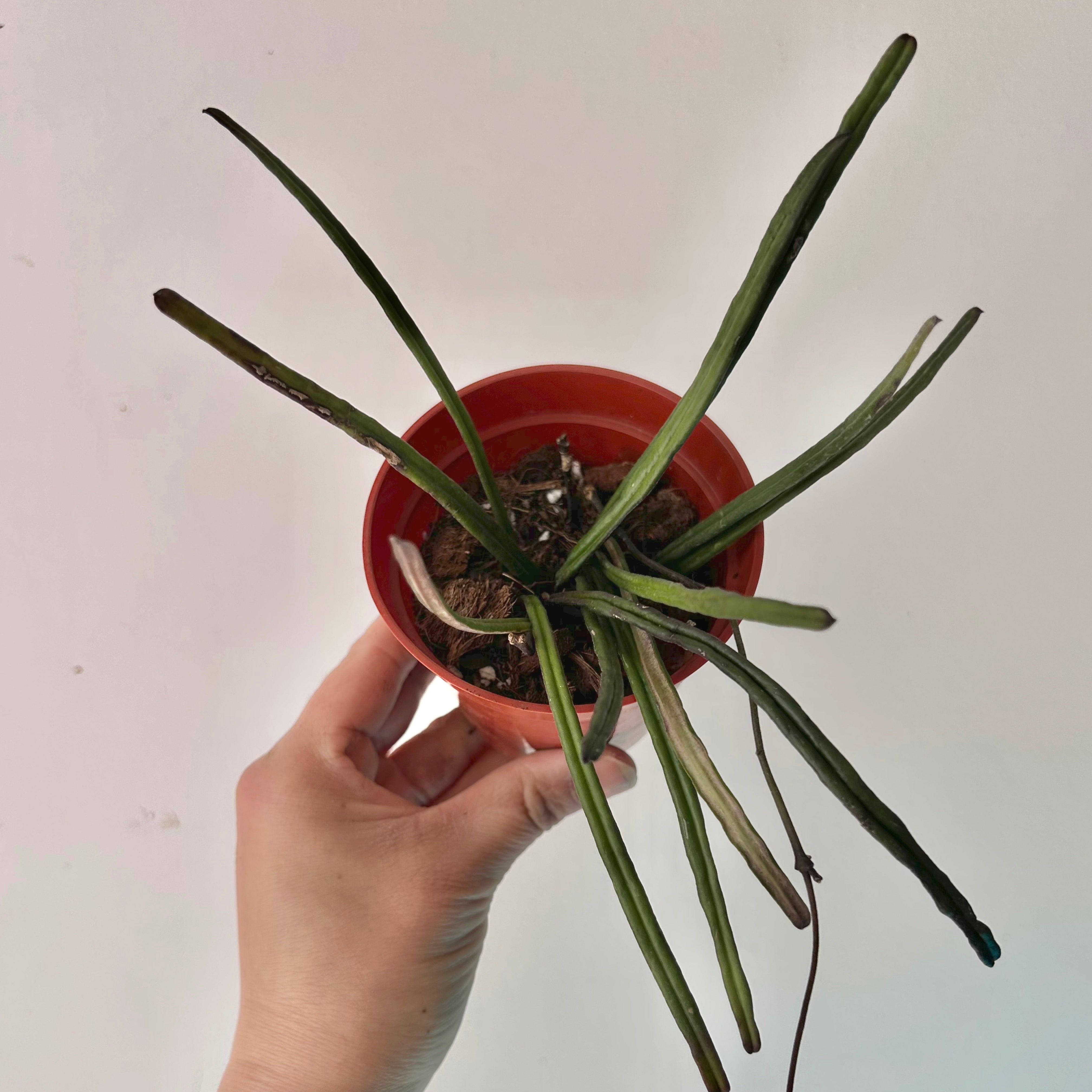 Hoya insularis 3.5”pot